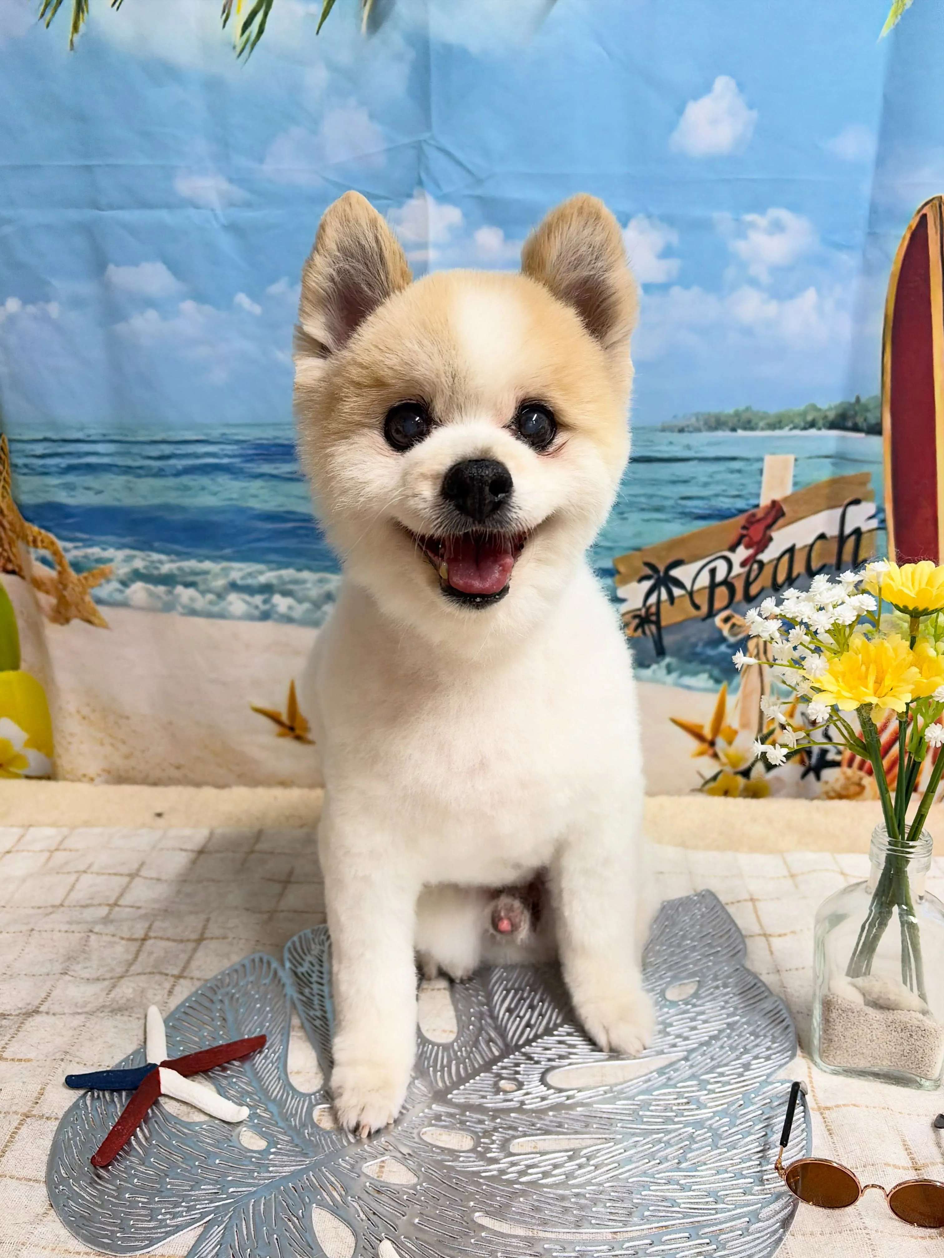 🍃7/29のトリミング🍃ポメラニアン🐶|名東区・千種区・守山...