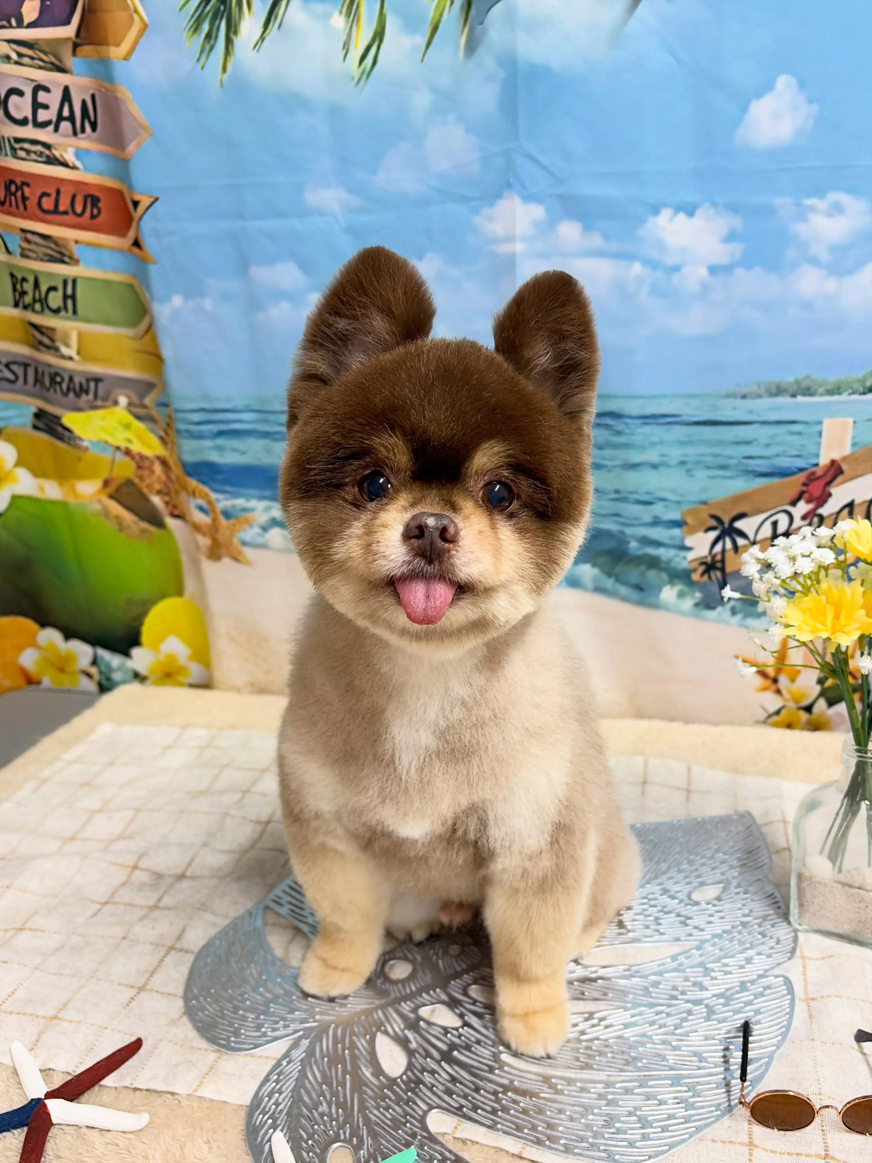 🍃7/29のトリミング🍃ポメラニアン🐶|名東区・千種区・守山...