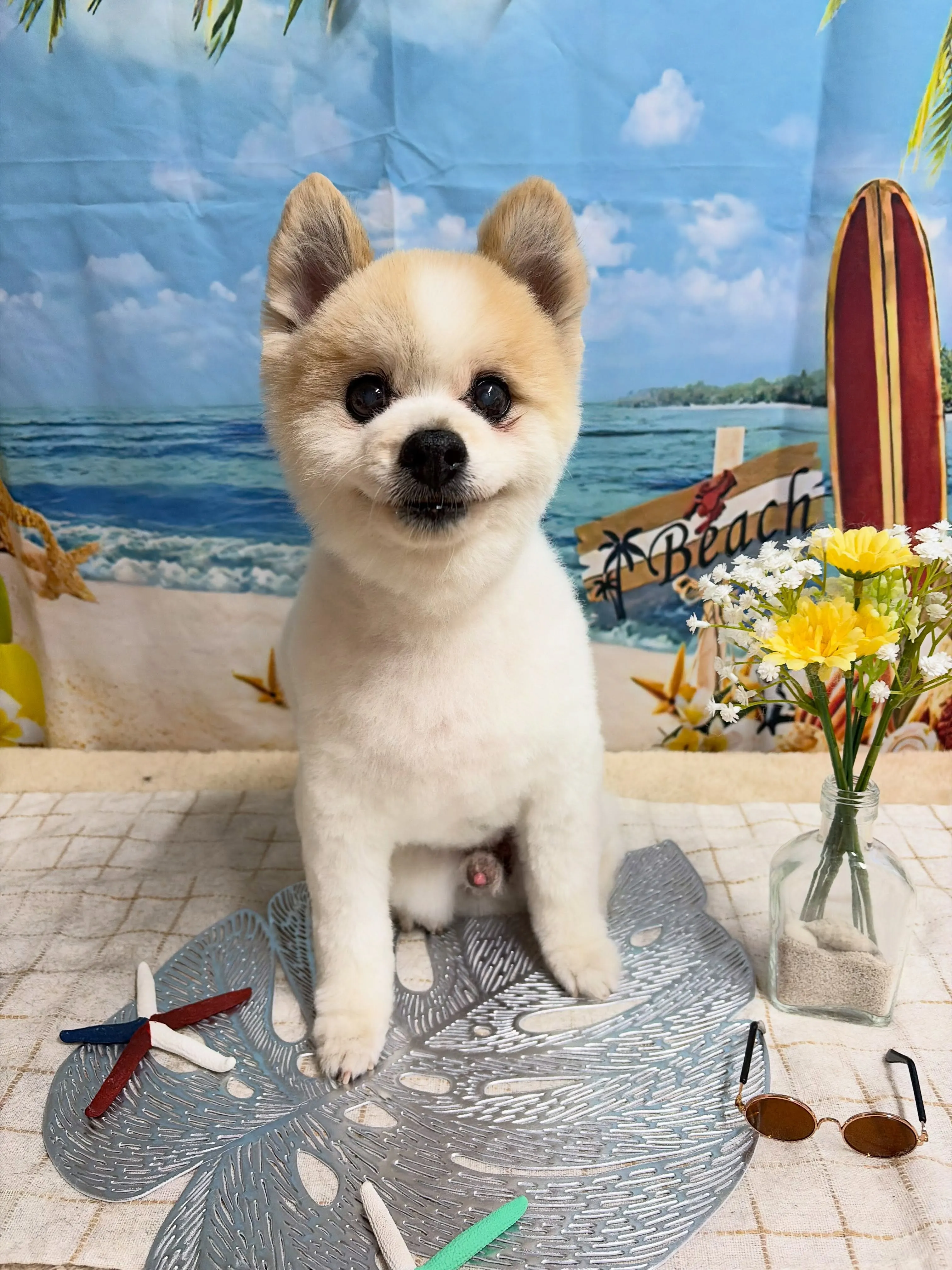 🍃7/29のトリミング🍃ポメラニアン🐶|名東区・千種区・守山...