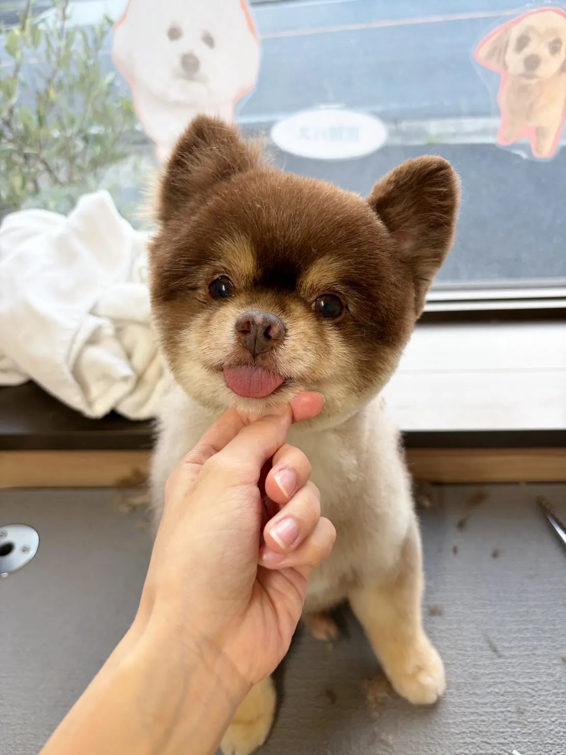 🍃7/29のトリミング🍃ポメラニアン🐶|名東区・千種区・守山...
