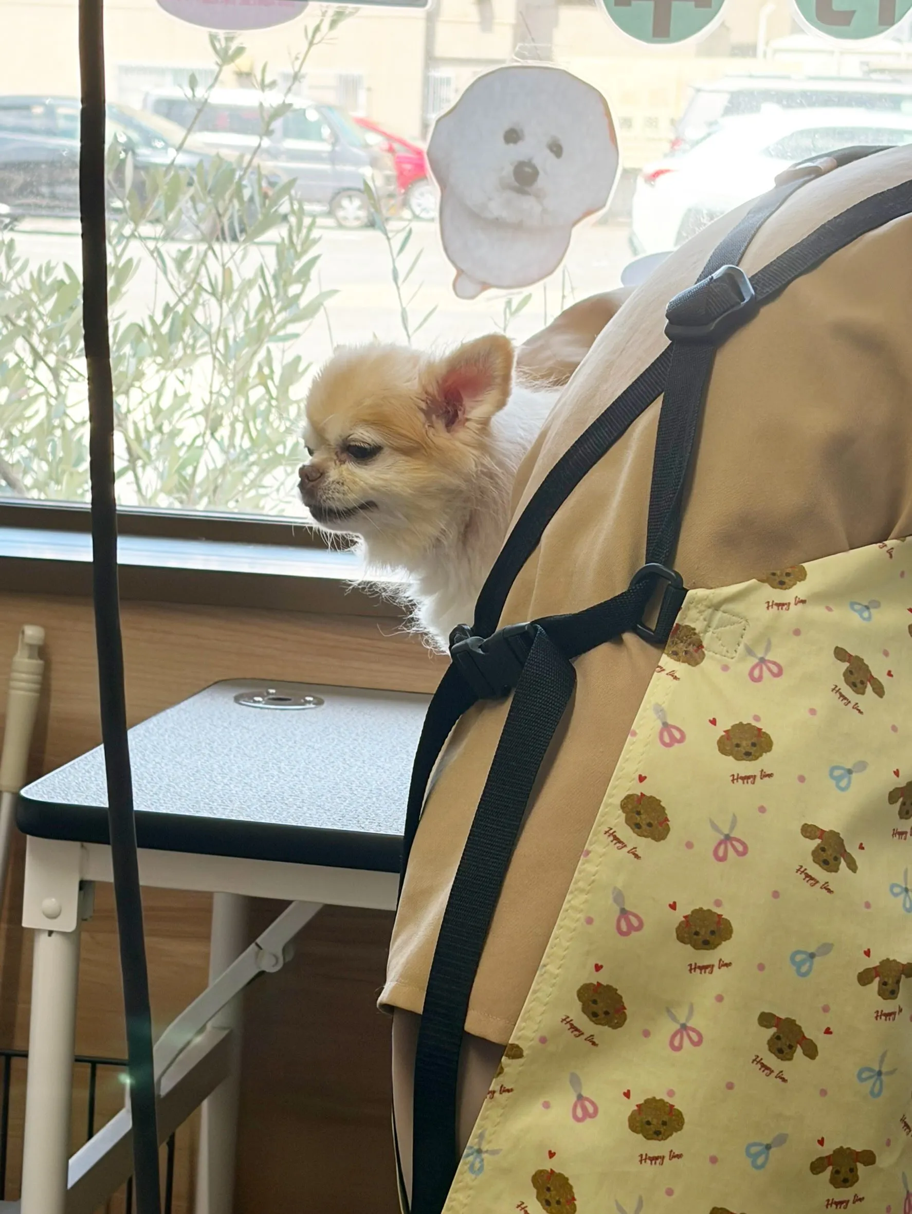 🍃7/31のトリミング🍃チワワ🐶｜名東区・千種区・守山区の動...