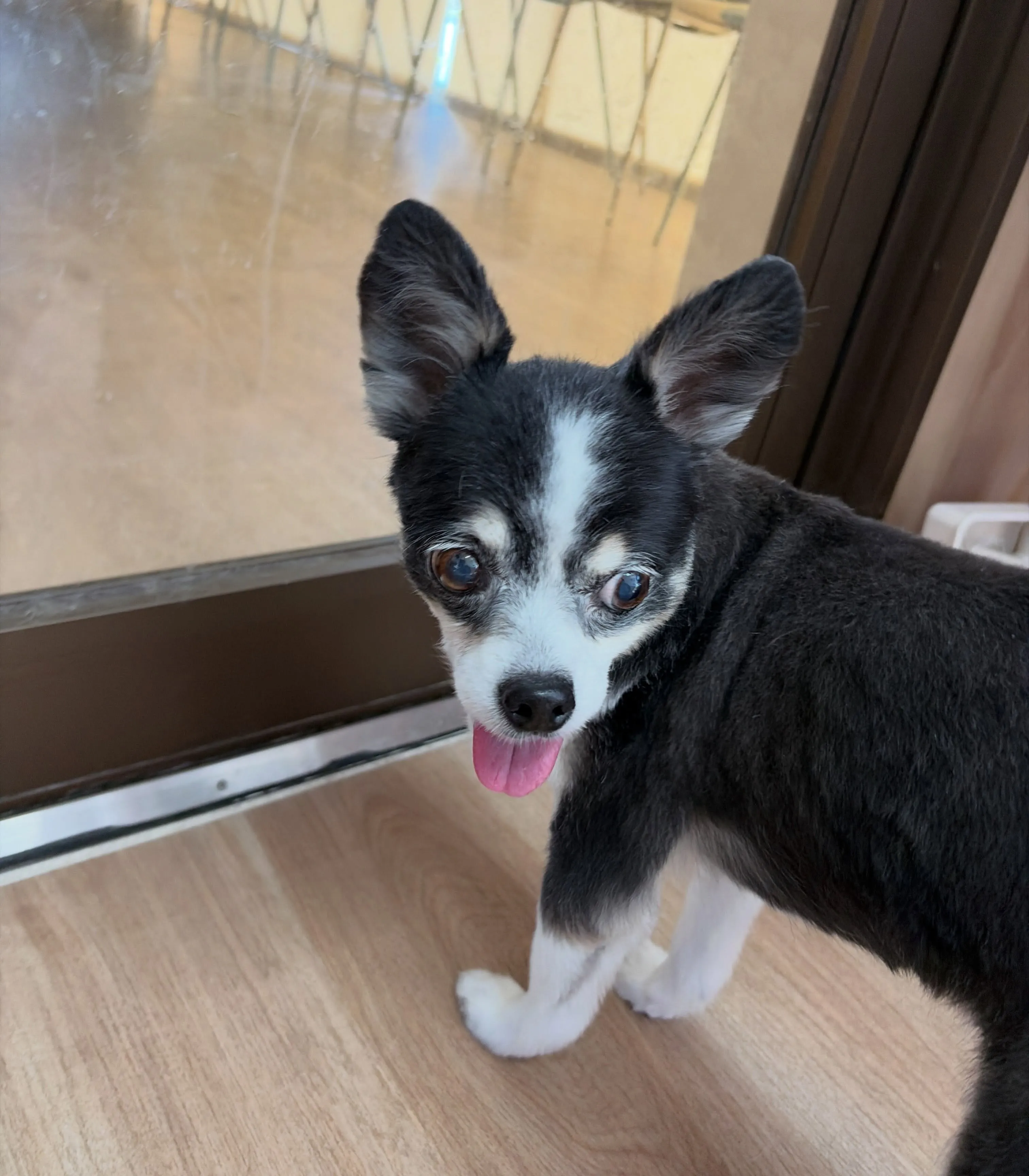 🍃7/31のトリミング🍃ミックス犬🐶｜名東区・千種区・守山区...