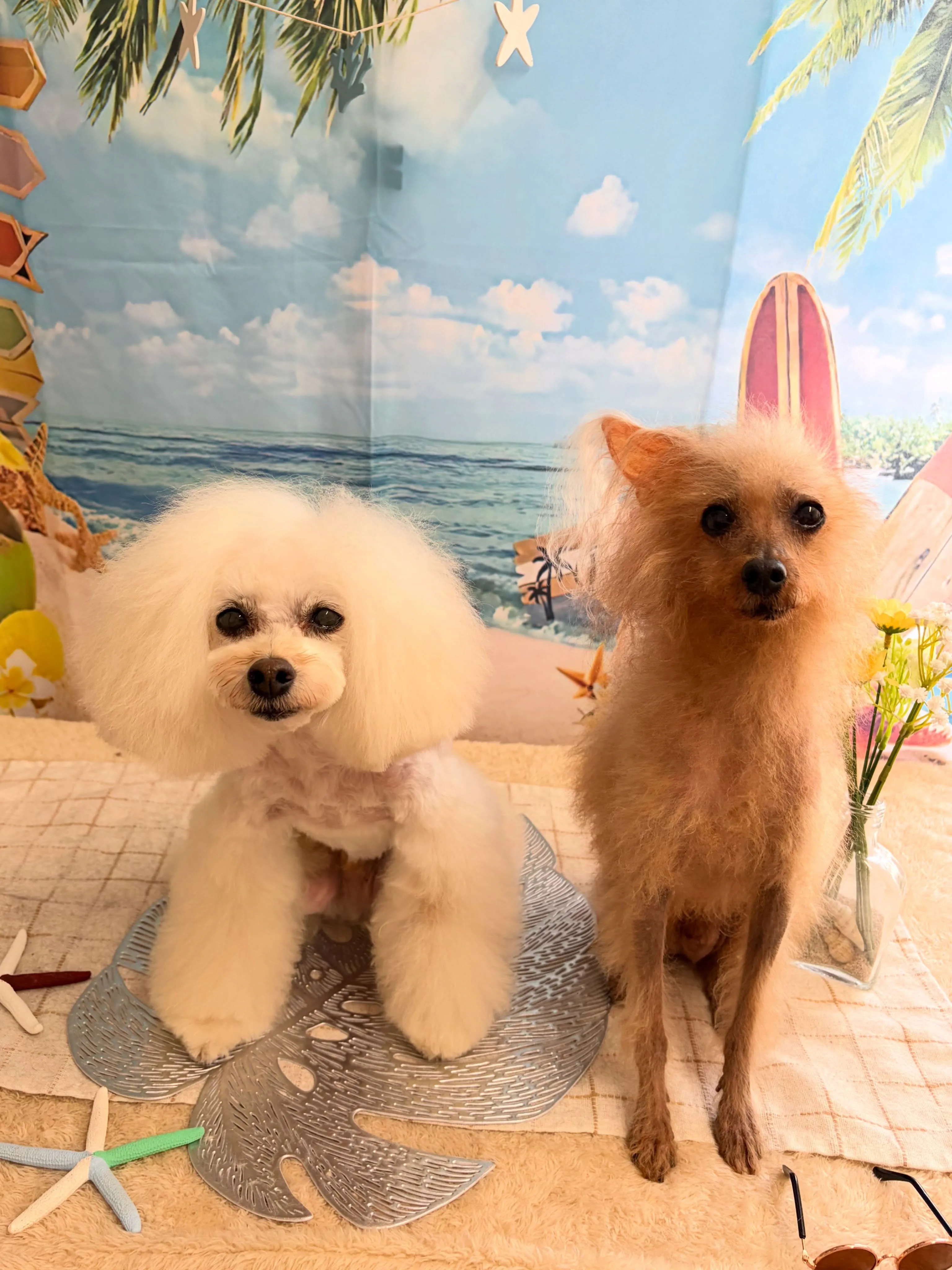 🍃7/31のトリミング🍃プードル🐶|名東区・千種区・守山区の...