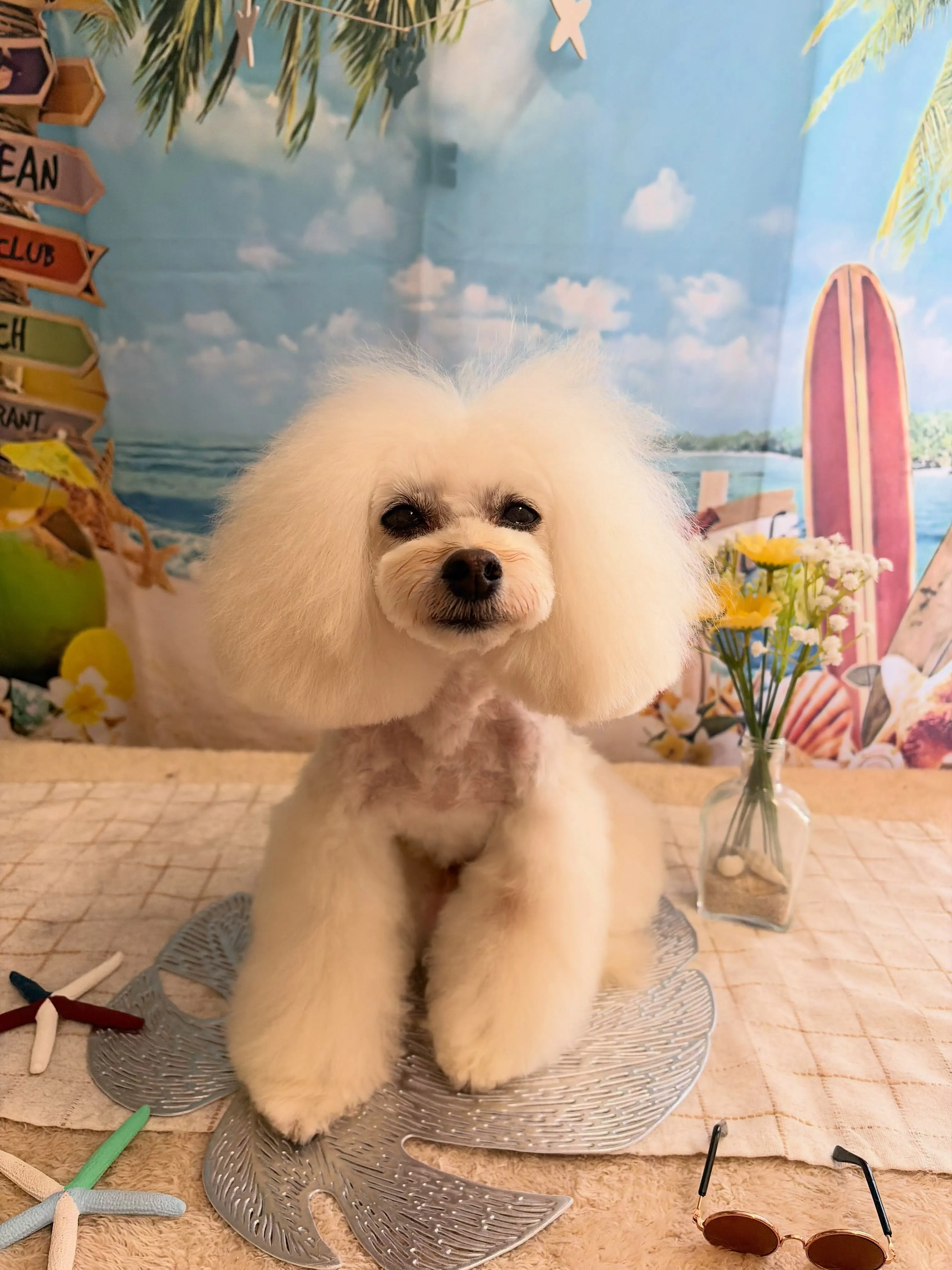 🍃7/31のトリミング🍃プードル🐶|名東区・千種区・守山区の...