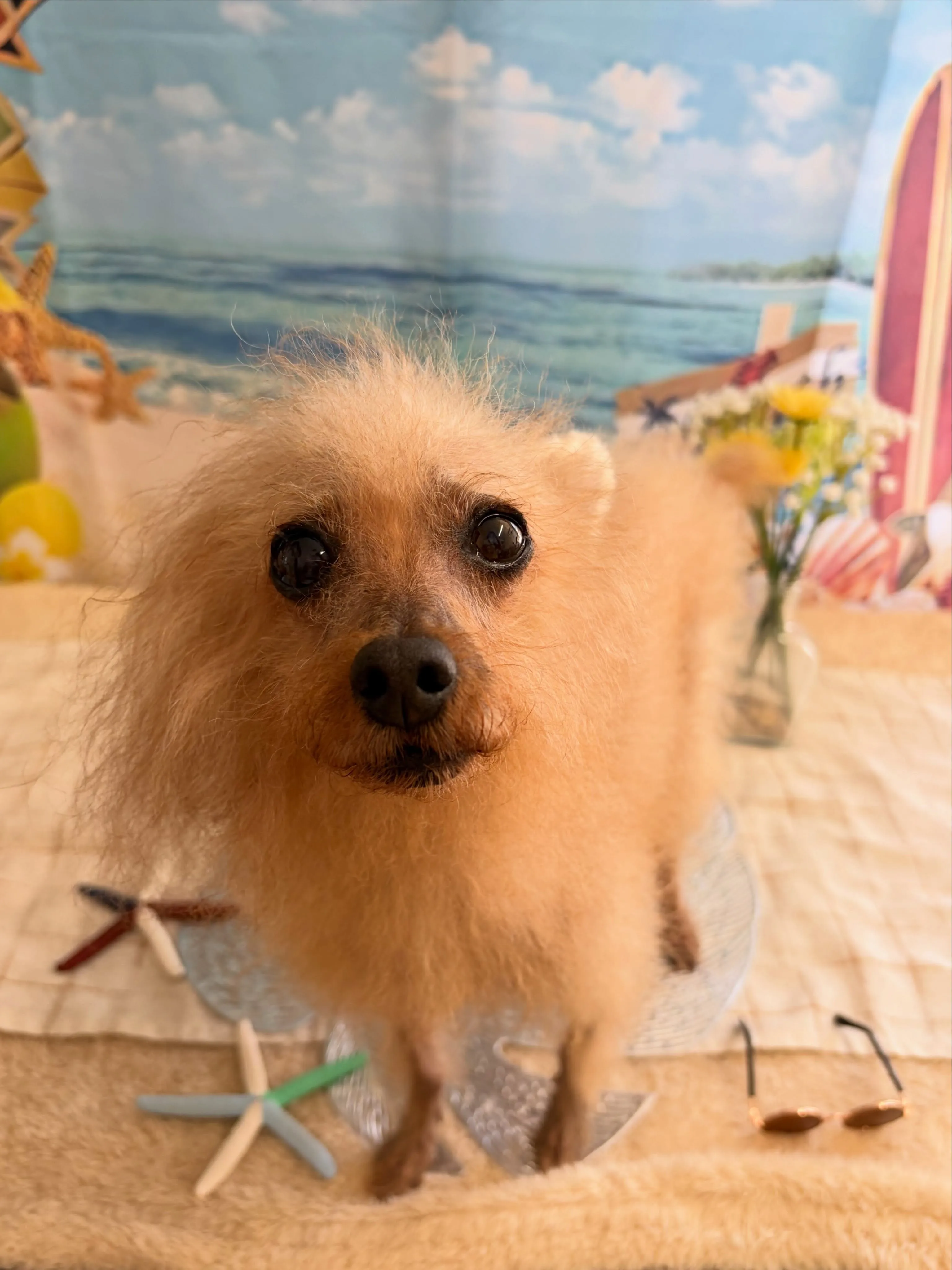 🍃7/31のトリミング🍃プードル🐶|名東区・千種区・守山区の...