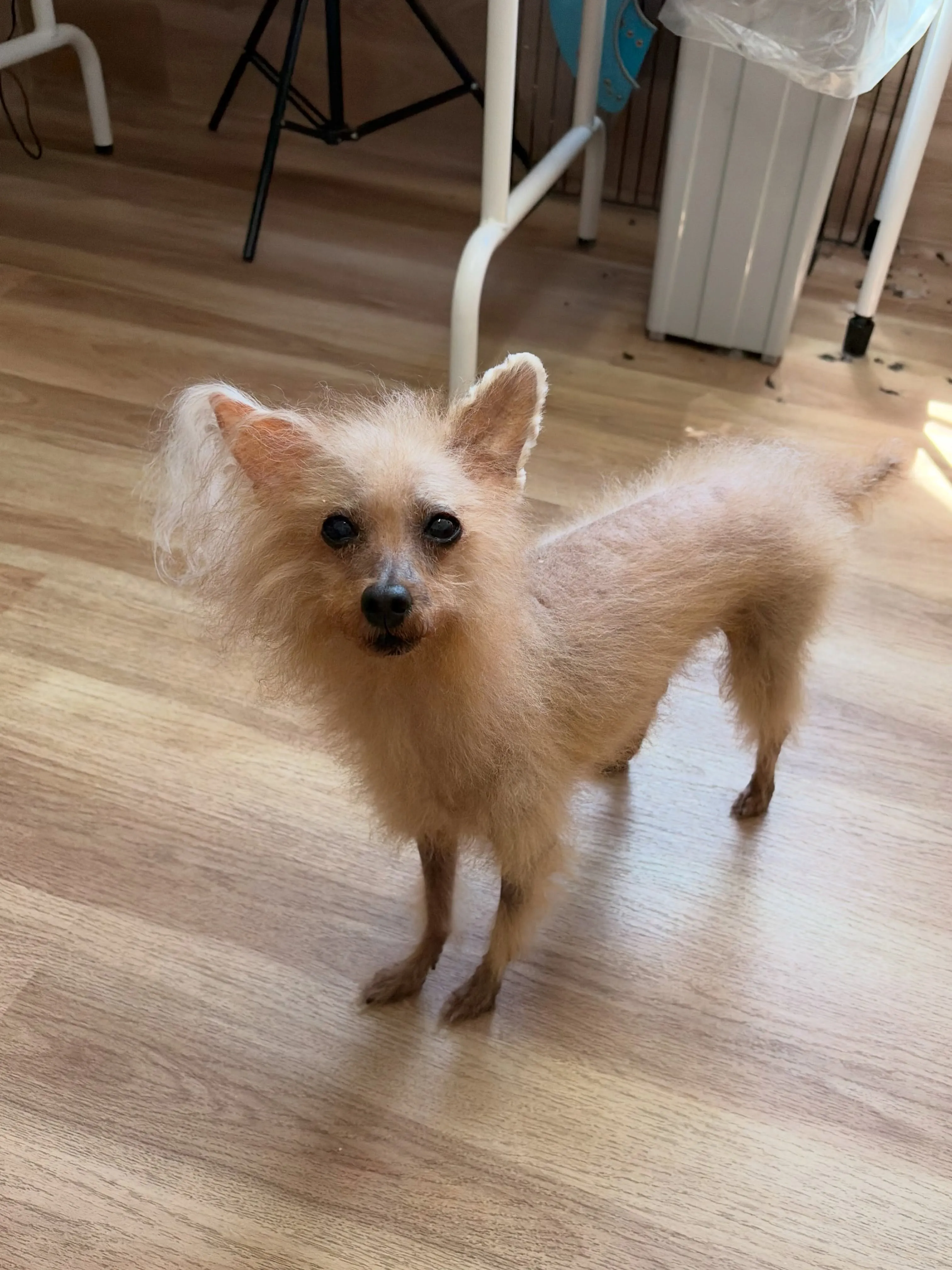 🍃7/31のトリミング🍃プードル🐶|名東区・千種区・守山区の...