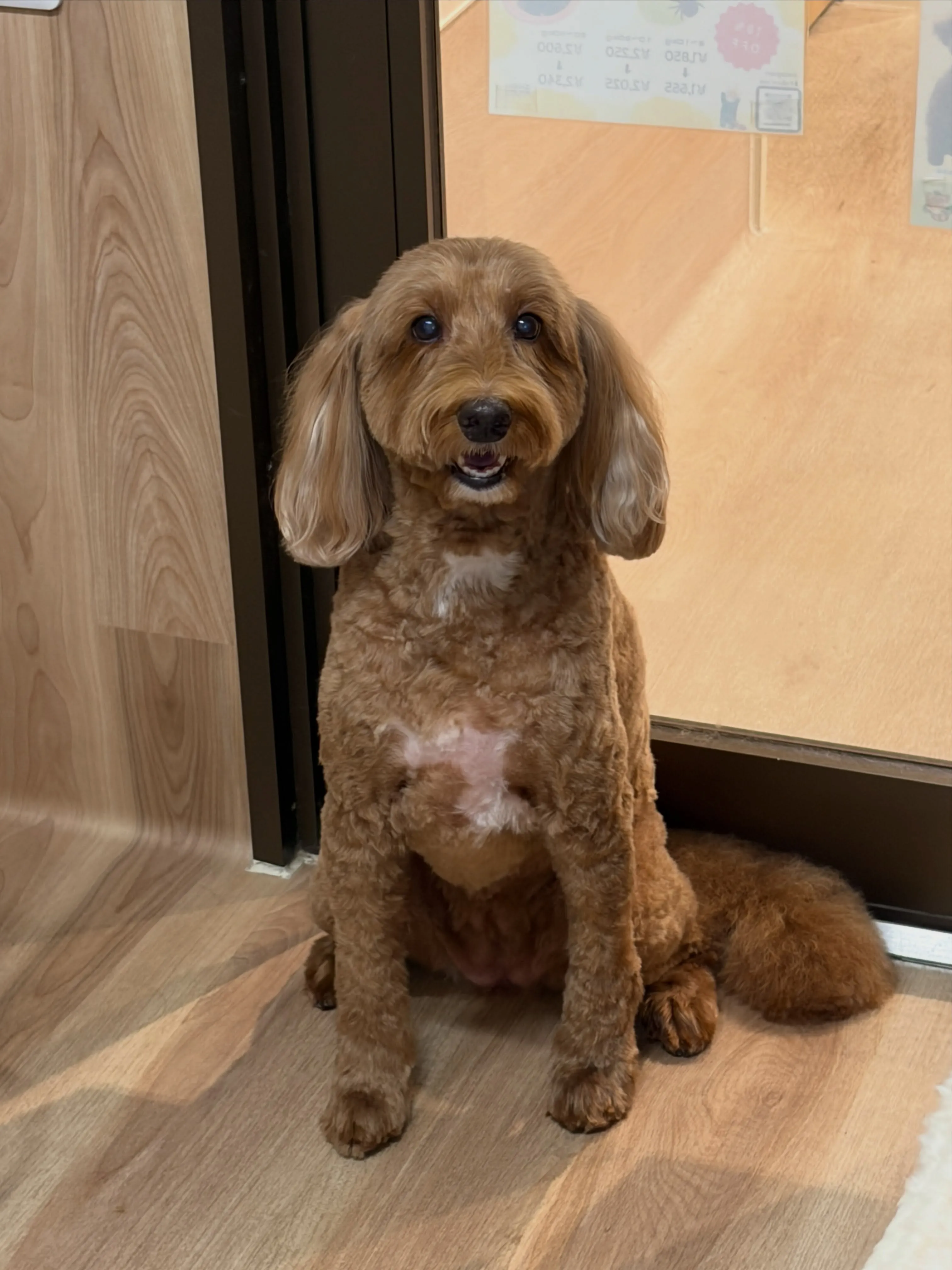 🍃7/31のトリミング🍃ドゥードゥル🐶｜名東区・千種区・守山...
