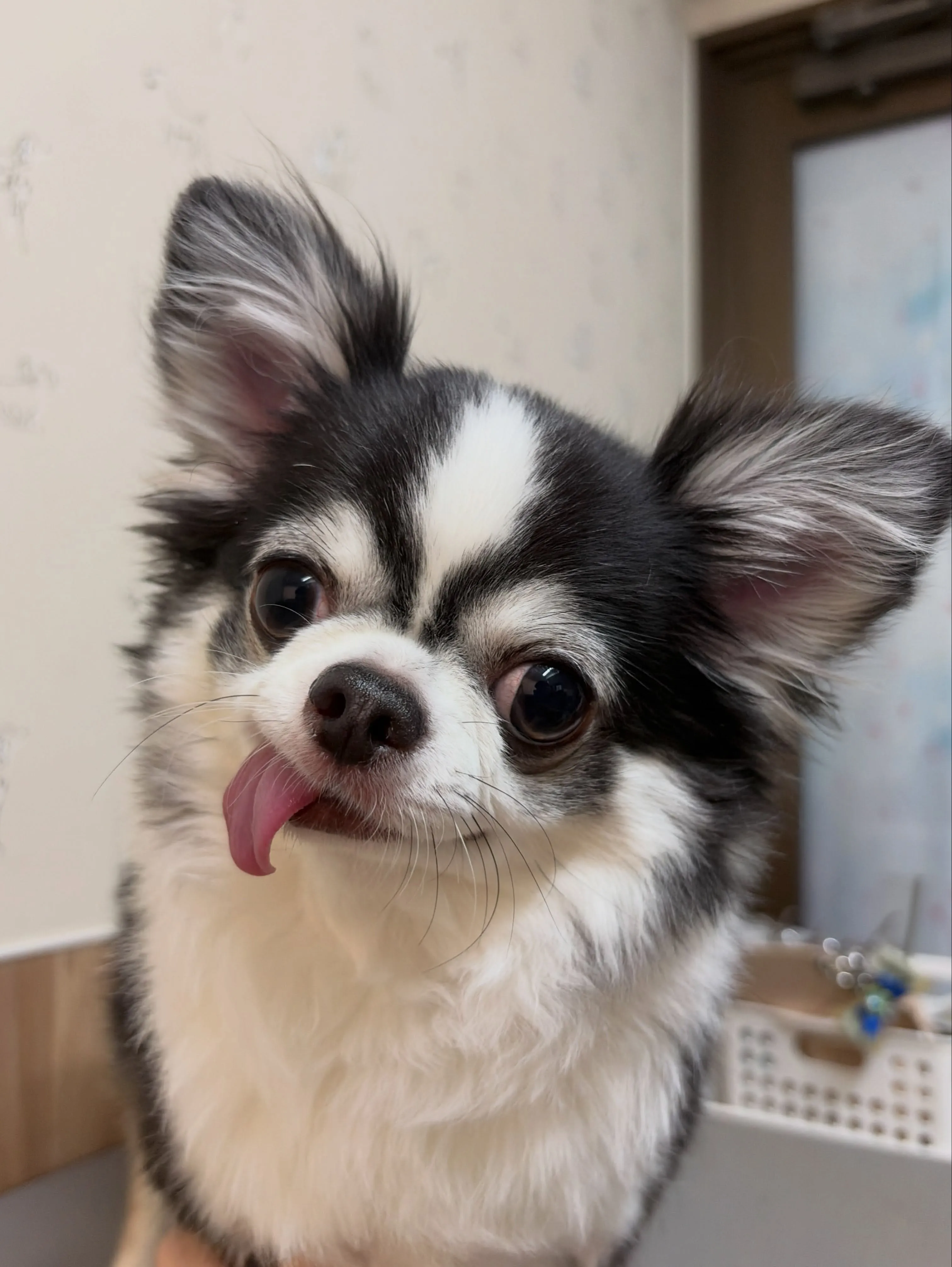 🍃8/1のトリミング🍃チワワ🐶｜名東区・千種区・守山区の動物...