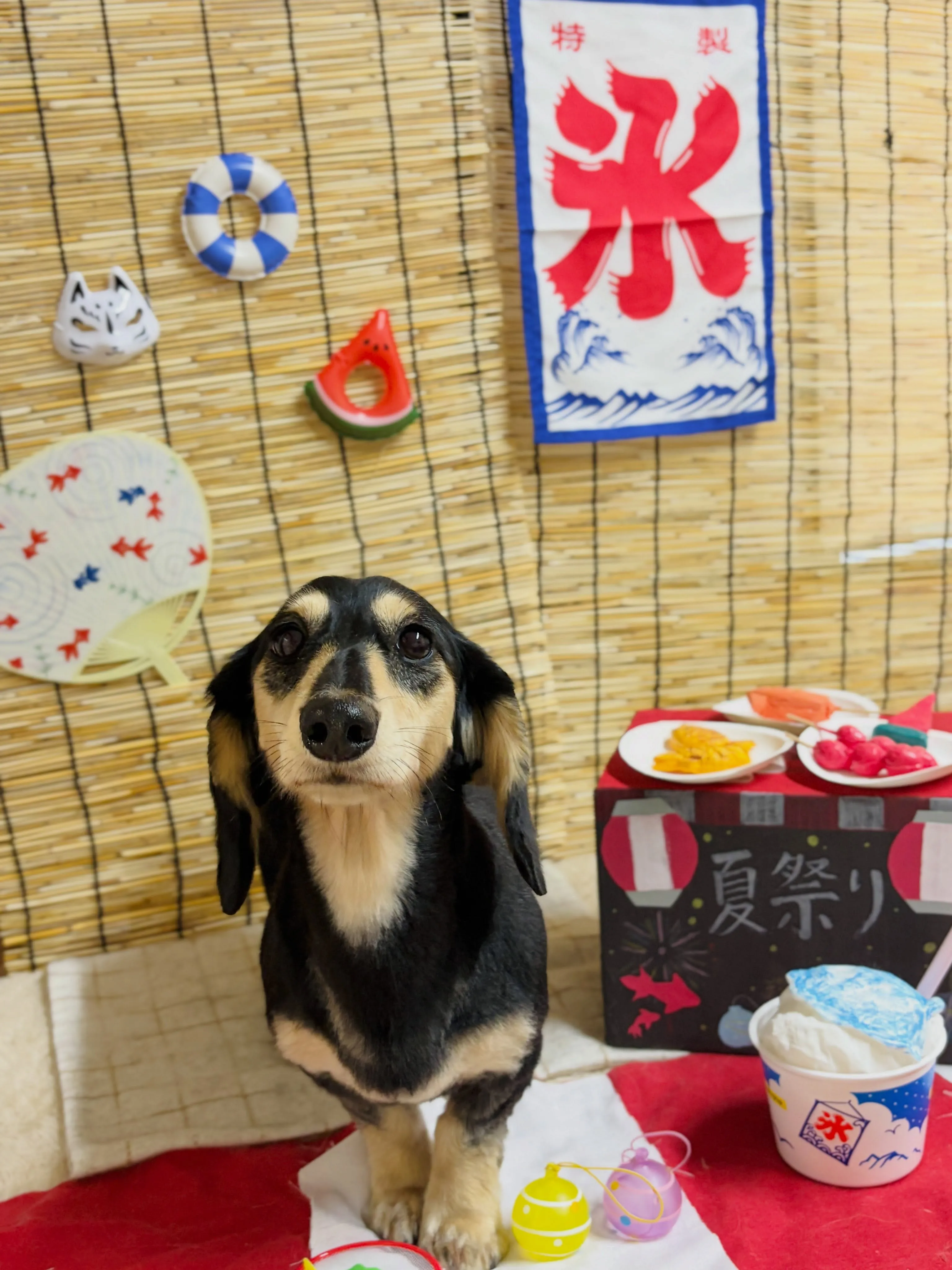 🍃8/1のトリミング🍃ダックス🐶｜名東区・千種区・守山区の動...