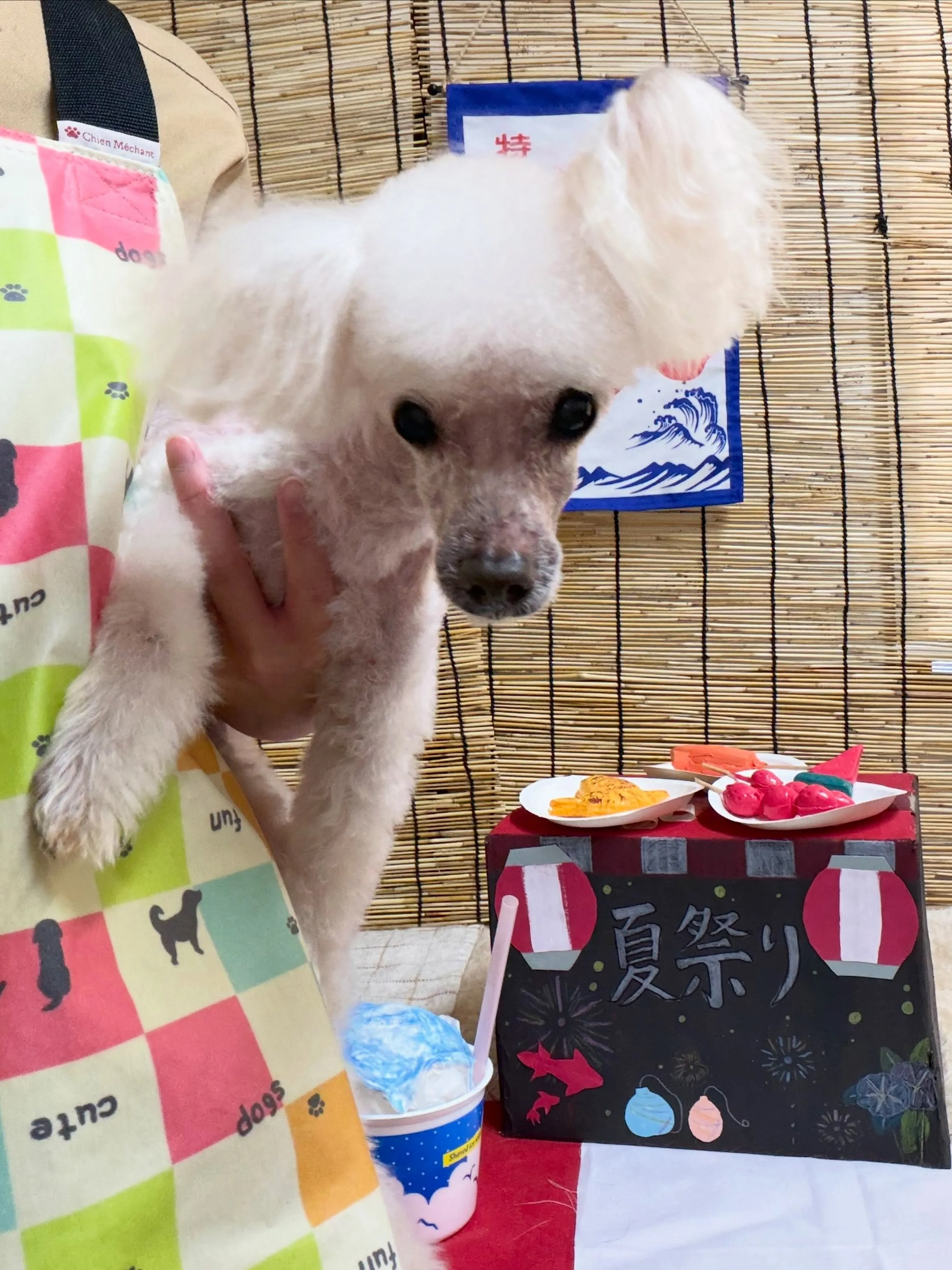 🍃8/1のトリミング🍃プードル🐶｜名東区・千種区・守山区の動...