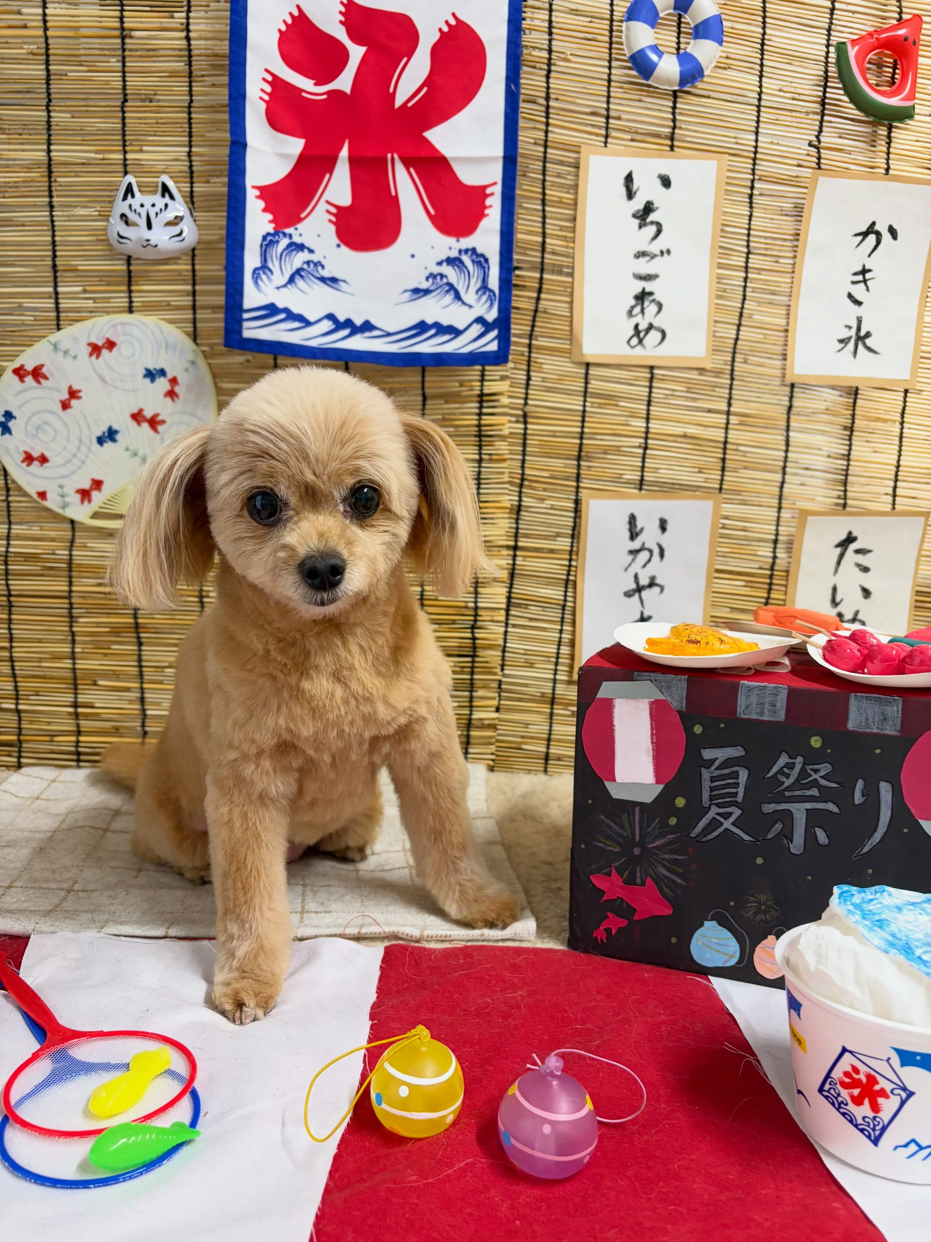 🍃8/2のトリミング🍃ミックス犬🐶｜名東区・千種区・守山区の...