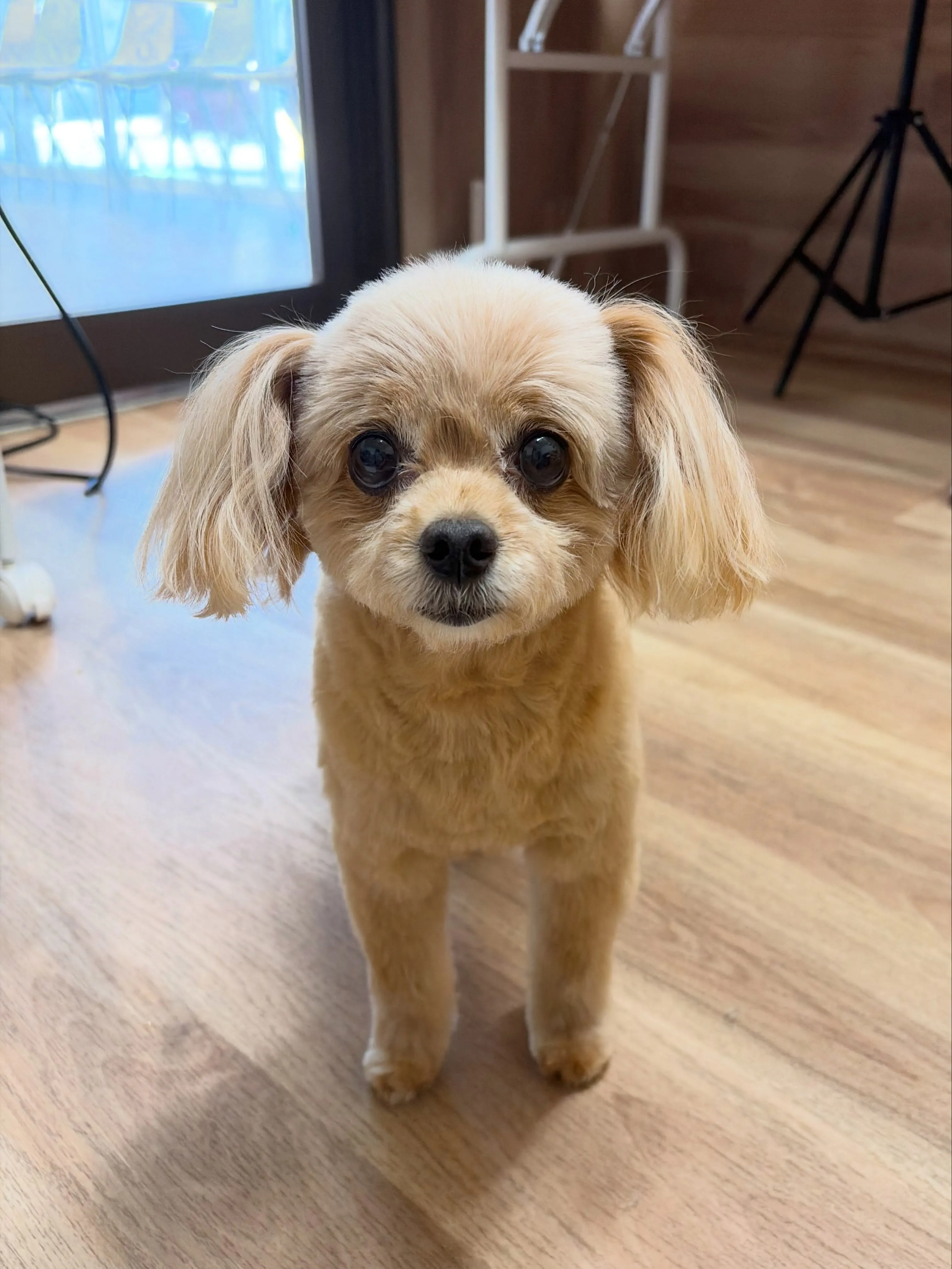 🍃8/2のトリミング🍃ミックス犬🐶｜名東区・千種区・守山区の...