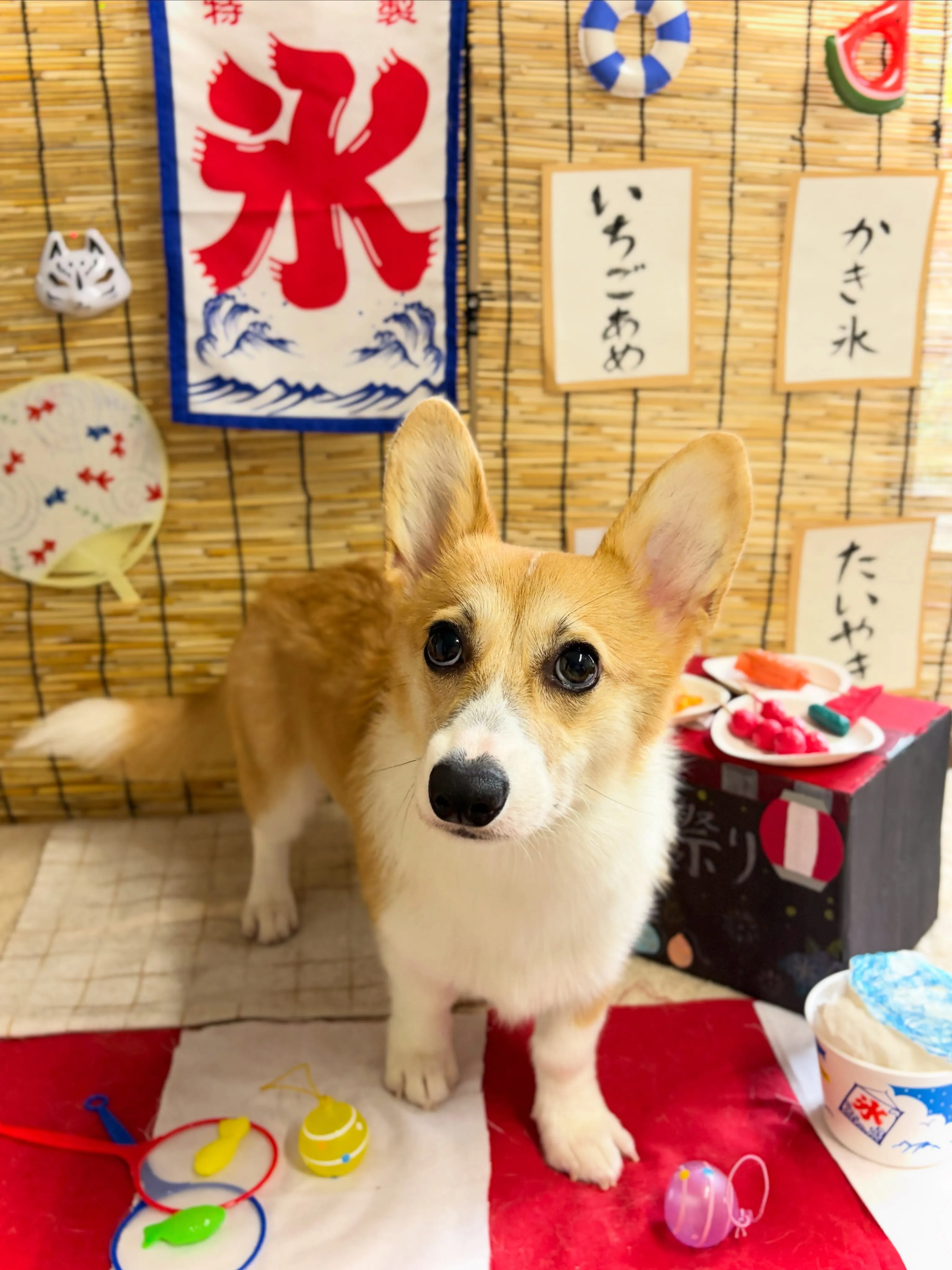🍃8/3のトリミング🍃コーギー🐶｜名東区・千種区・守山区の動...