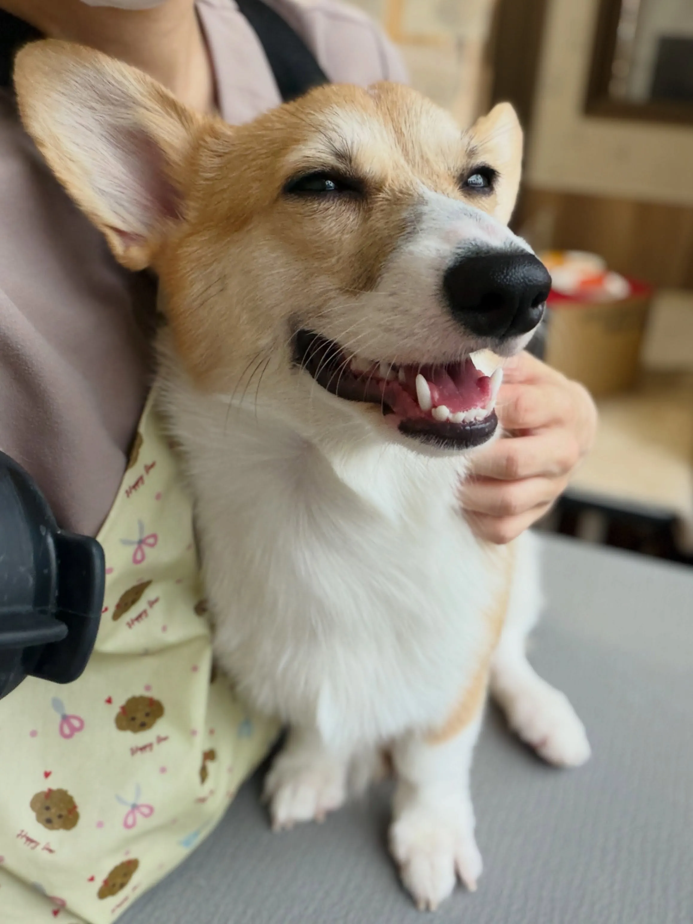 🍃8/3のトリミング🍃コーギー🐶｜名東区・千種区・守山区の動...