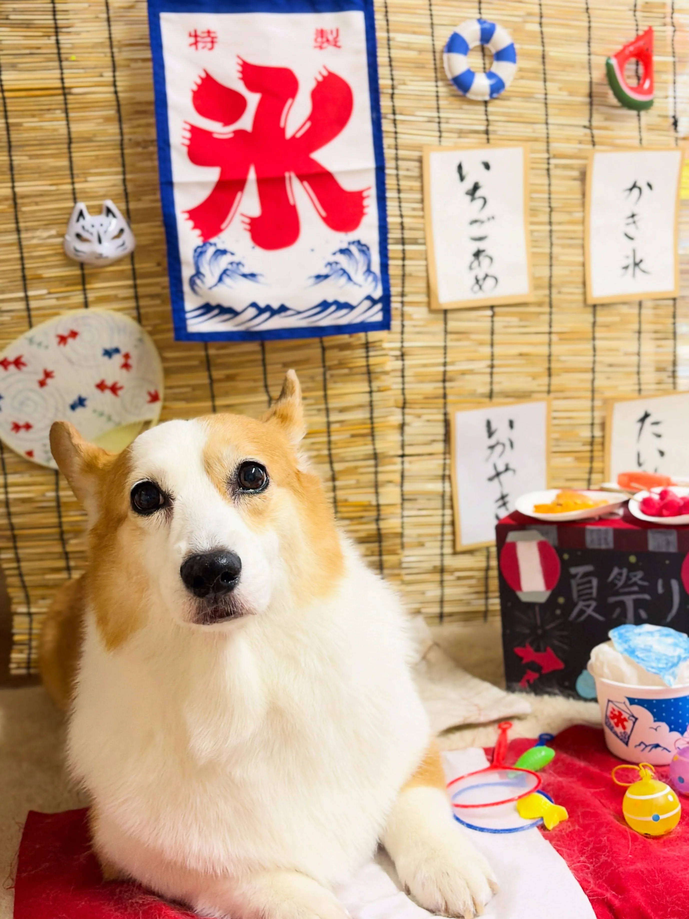 🍃7/1のトリミング🍃コーギー🐶｜名東区・千種区・守山区の動...