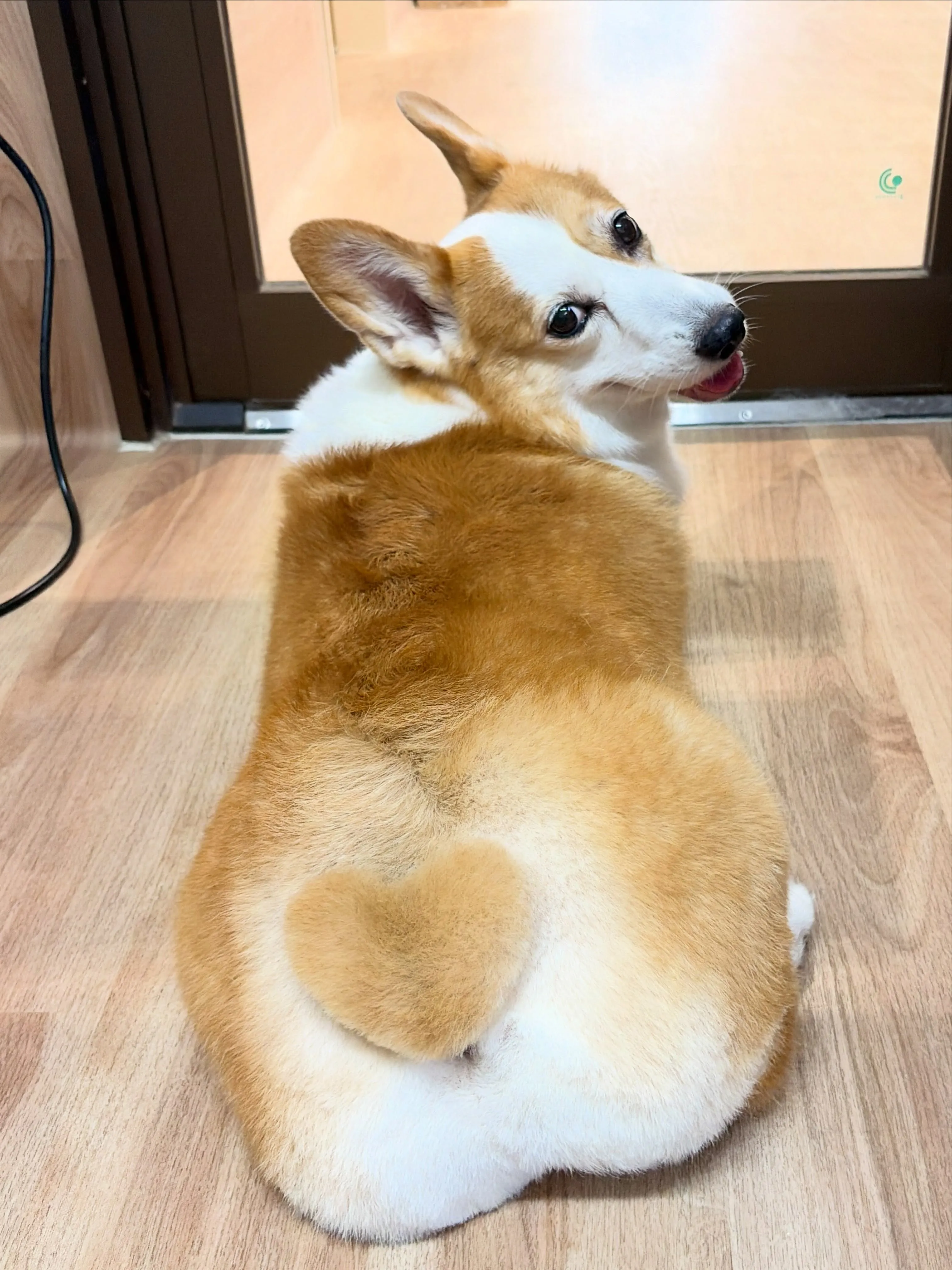 🍃7/1のトリミング🍃コーギー🐶｜名東区・千種区・守山区の動...