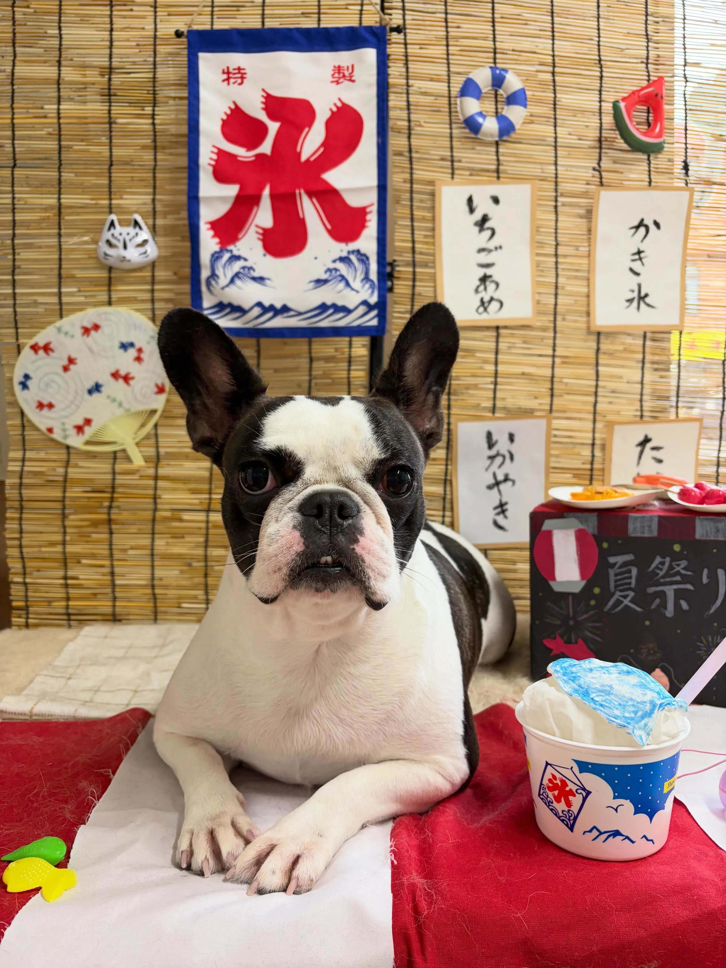 🍃8/4のトリミング🍃フレンチブルドッグ🐶｜名東区・千種区・...