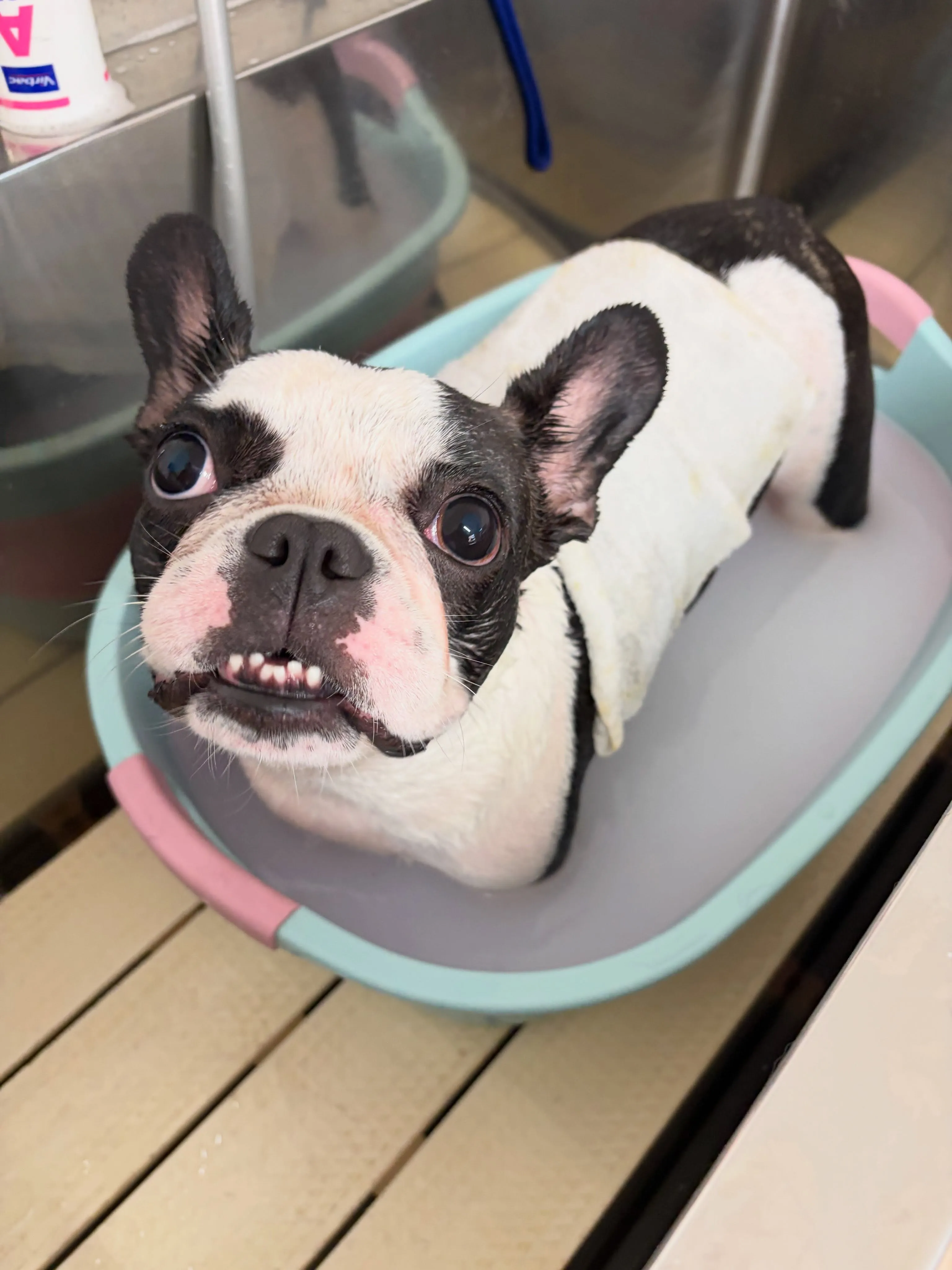 🍃8/4のトリミング🍃フレンチブルドッグ🐶|名東区・千種区・...