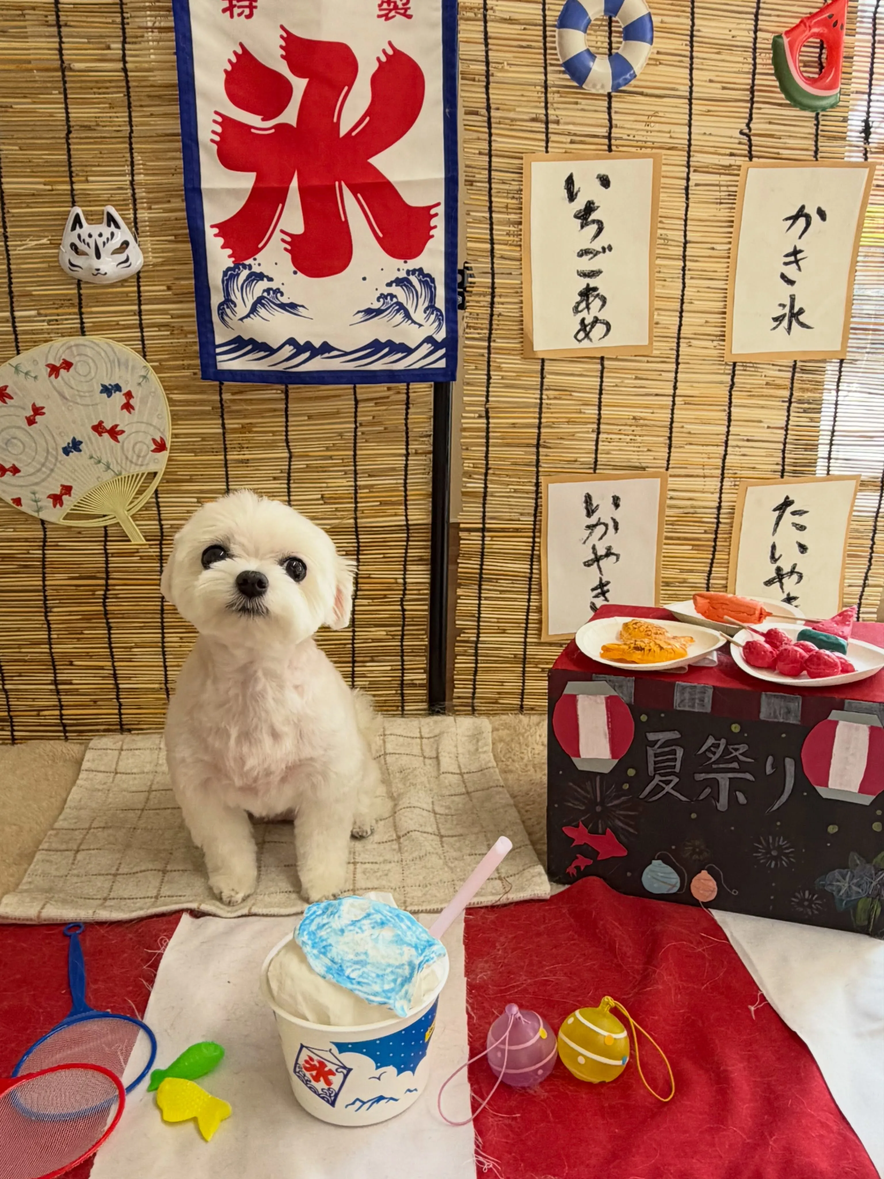 🍃8/4のトリミング🍃マルチーズ🐶｜名東区・千種区・守山区の...