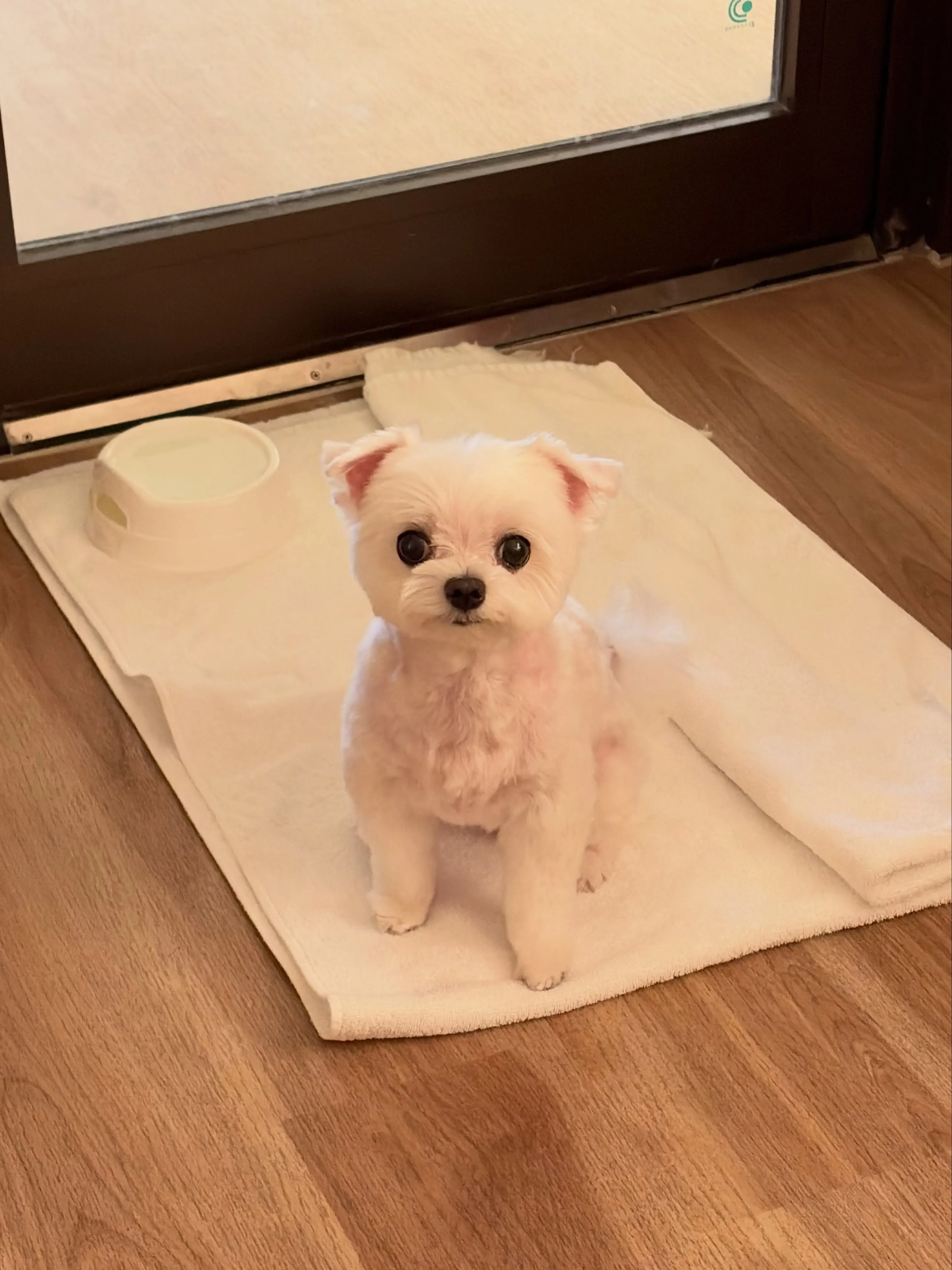 🍃8/4のトリミング🍃マルチーズ🐶｜名東区・千種区・守山区の...