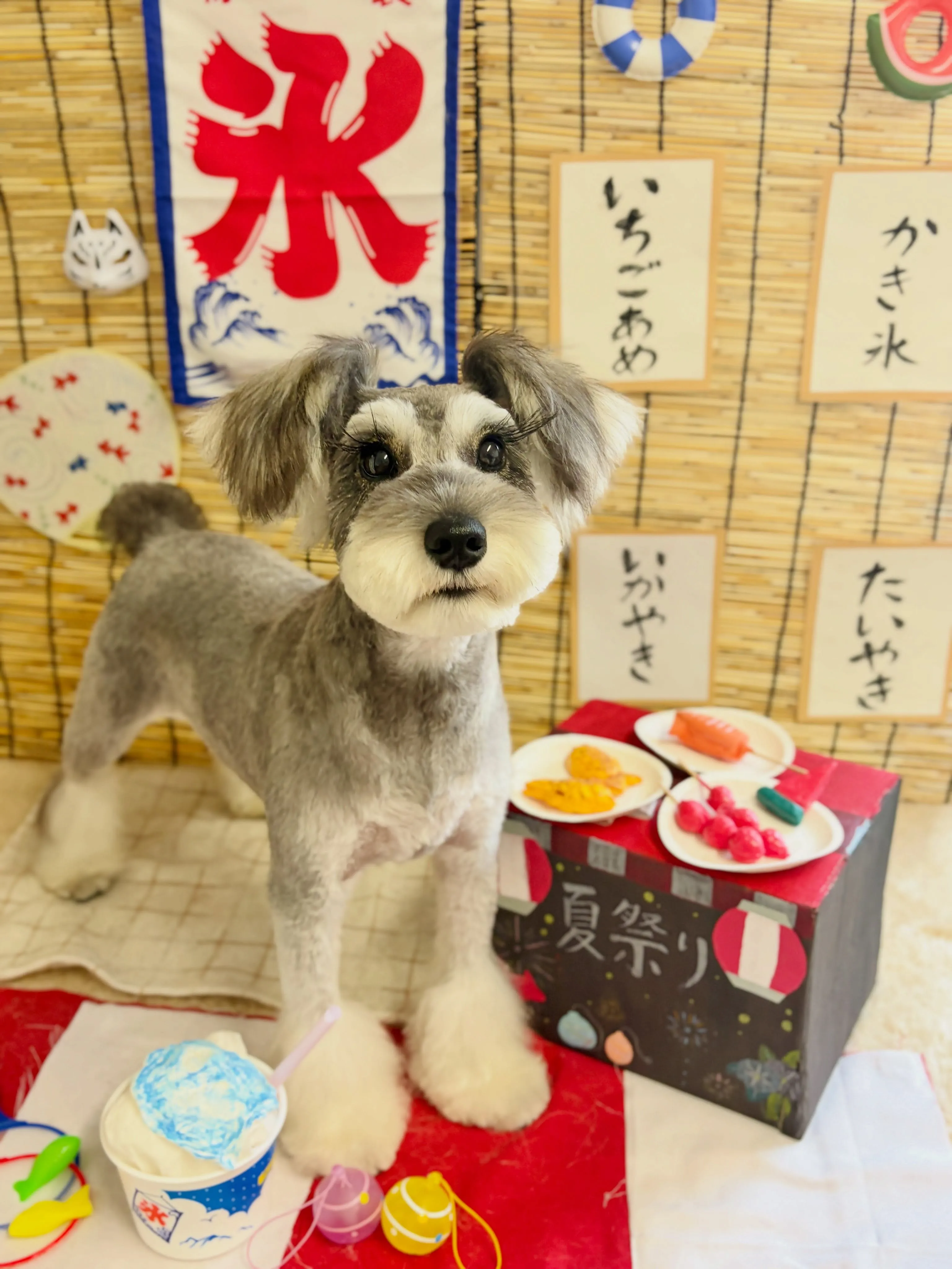 🍃8/5のトリミング🍃シュナウザー🐶|名東区・千種区・守山区...