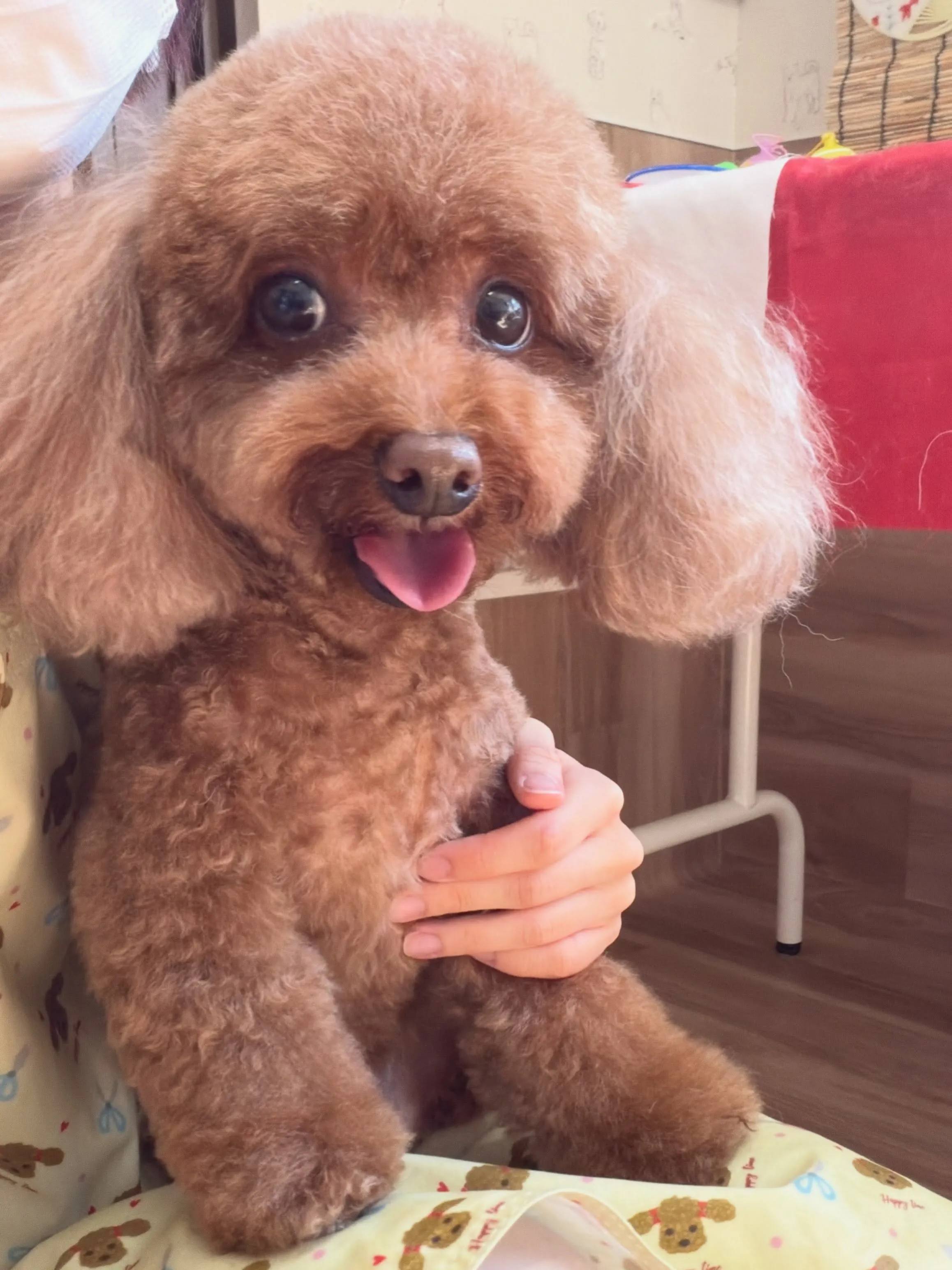 🍃8/6のトリミング🍃プードル🐶｜名東区・千種区・守山区の動...