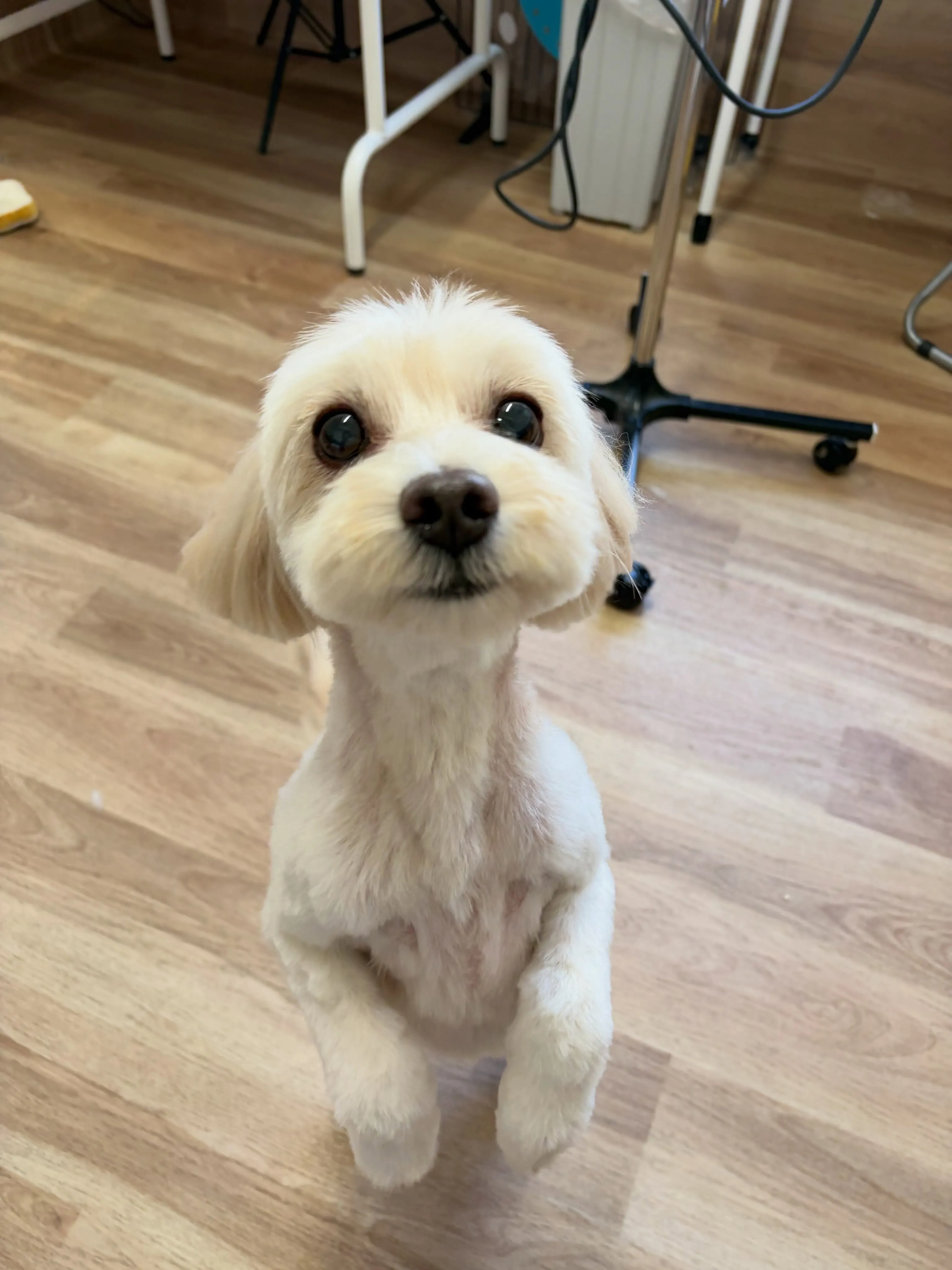 🍃8/7のトリミング🍃ミックス犬🐶｜名東区・千種区・守山区の...