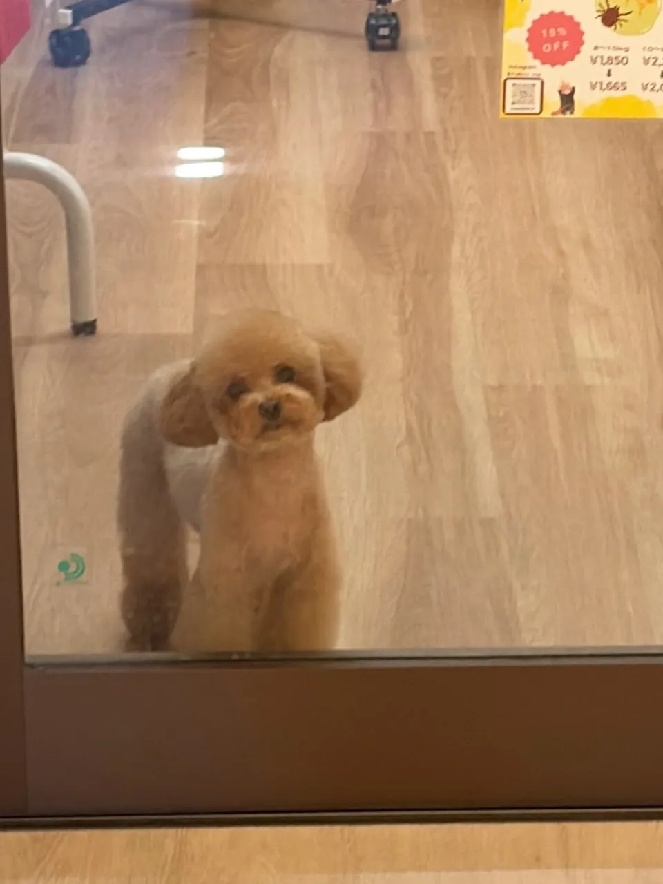 🍃8/7のトリミング🍃プードル🐶｜名東区・千種区・守山区の動...
