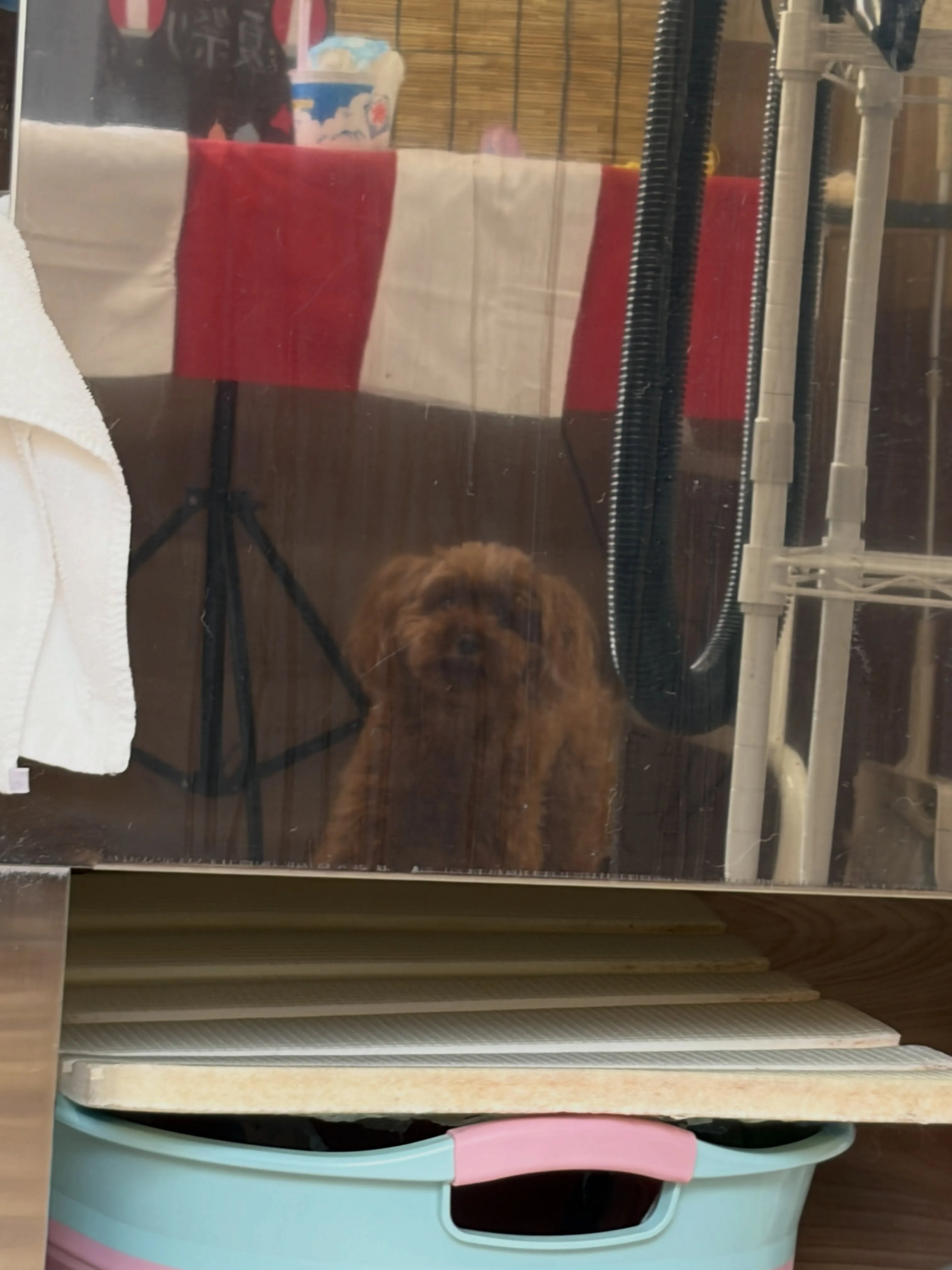 🍃8/7のトリミング🍃プードル🐶｜名東区・千種区・守山区の動...