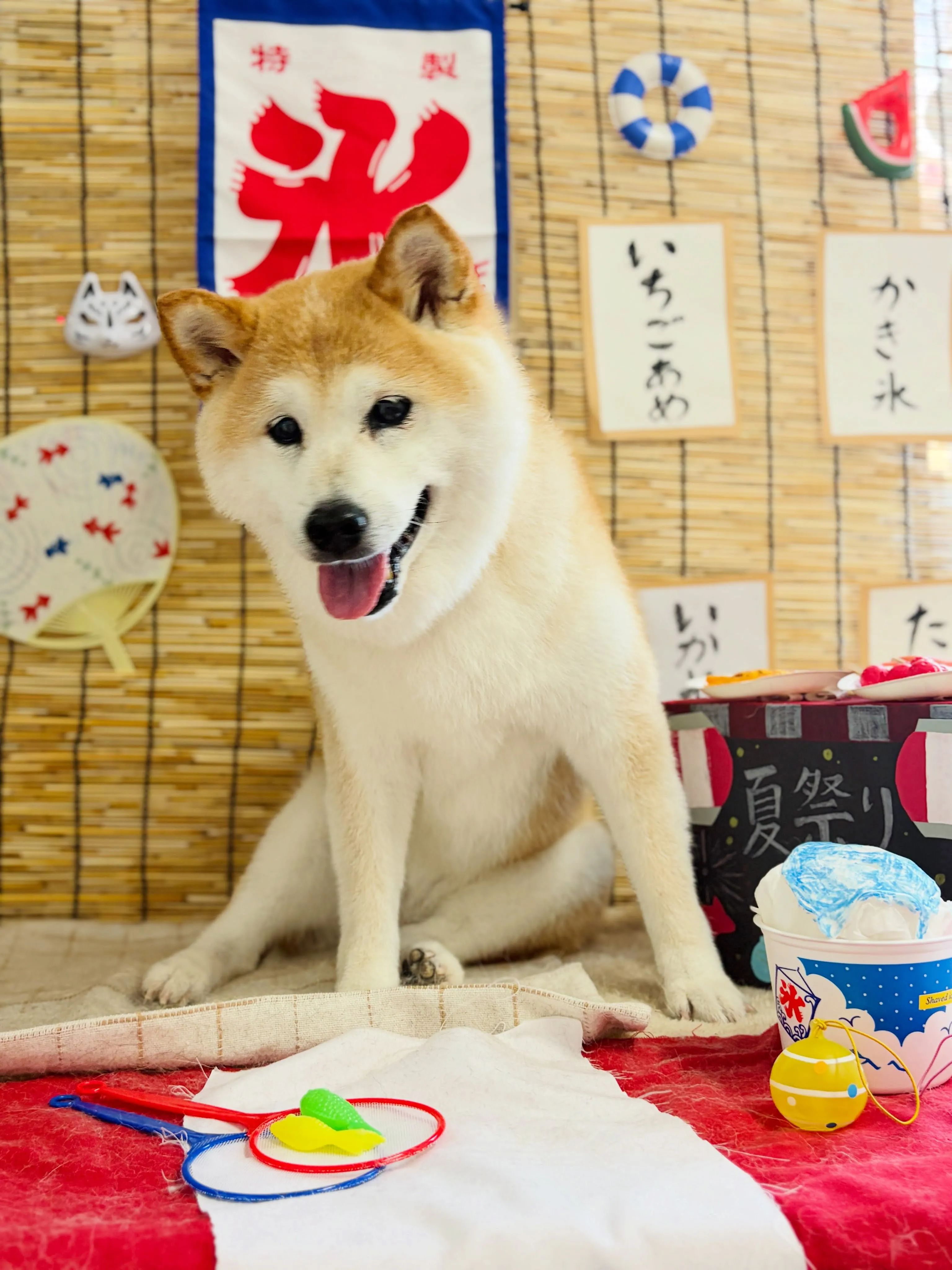 🍃8/7のトリミング🍃柴犬🐶|名東区・千種区・守山区の動物病...
