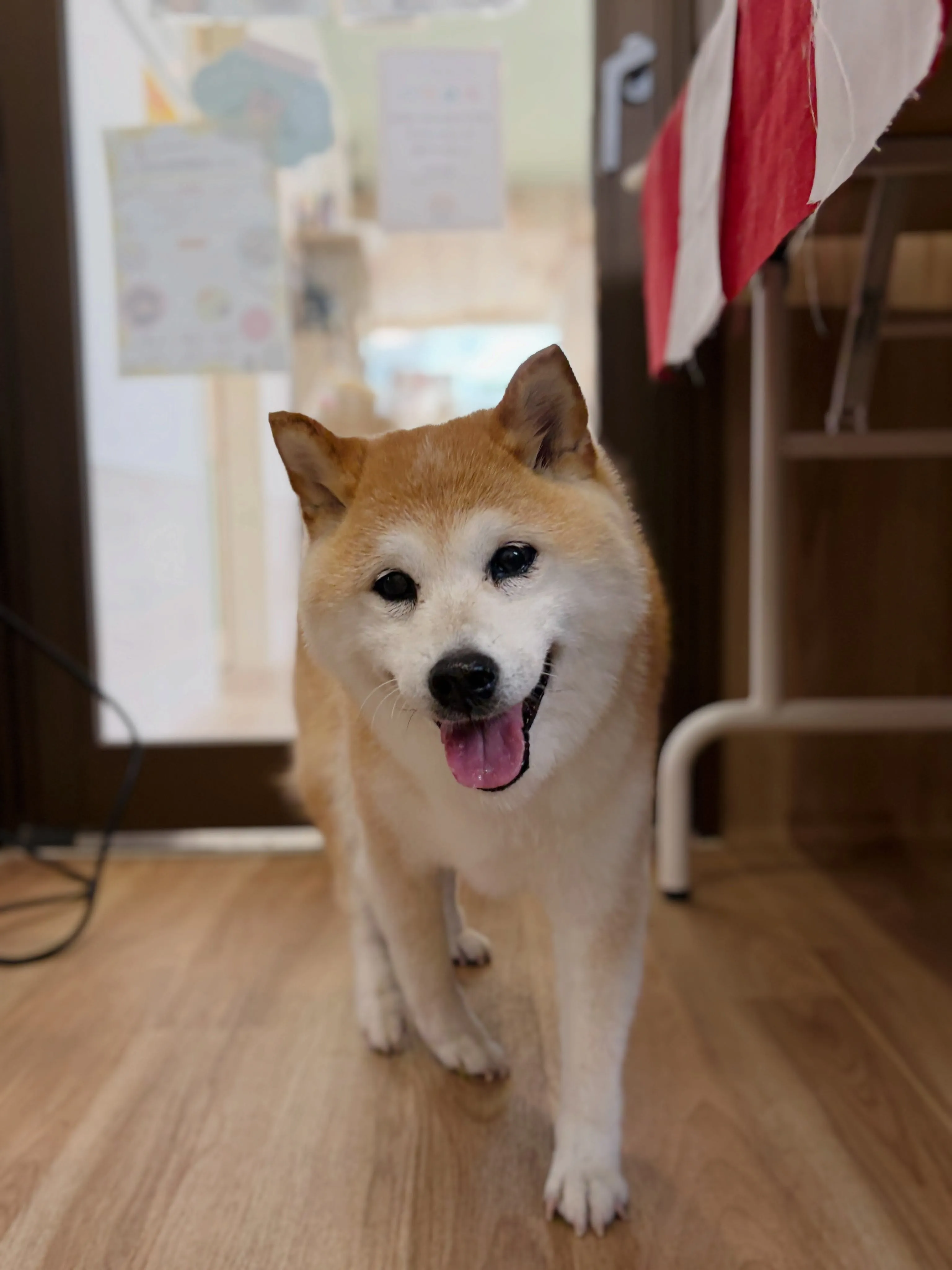 🍃8/7のトリミング🍃柴犬🐶｜名東区・千種区・守山区の動物病...
