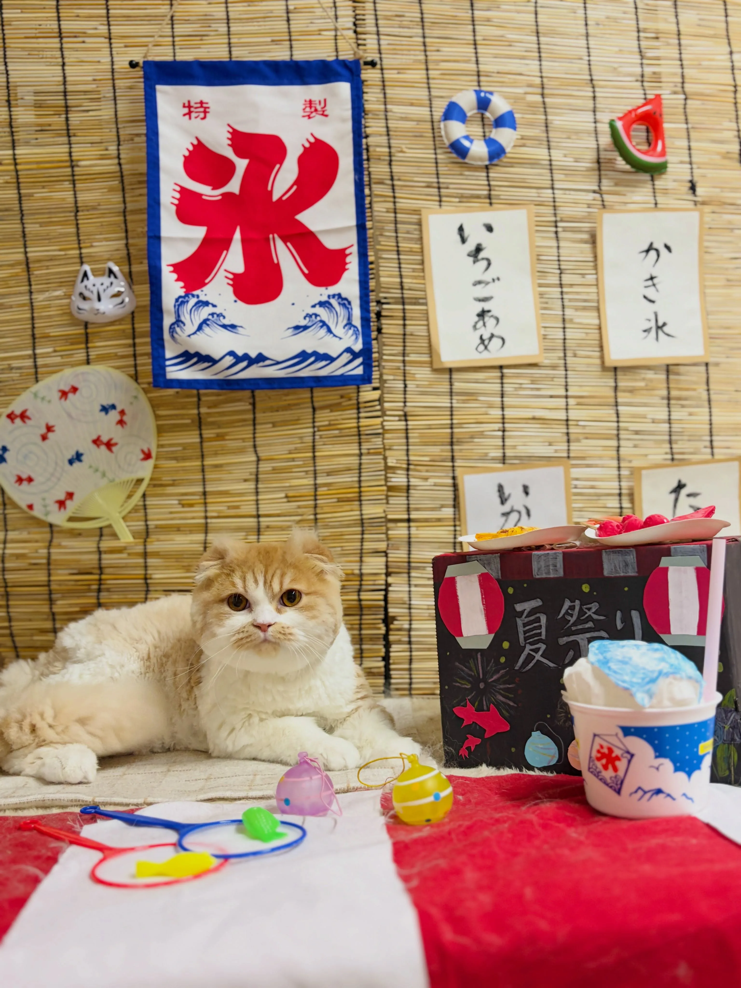 🍃8/5のトリミング🍃スコティッシュ・フォールド🐱|名東区・...