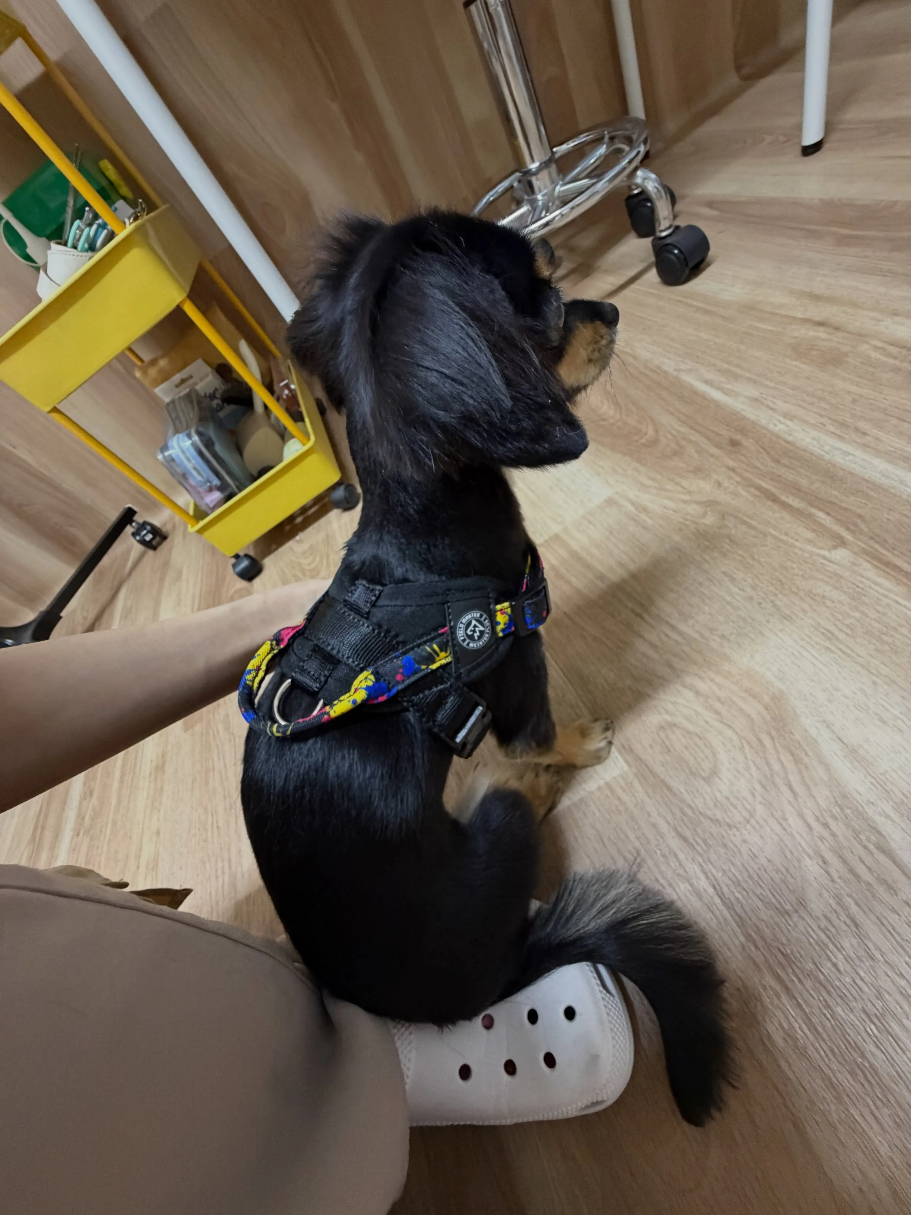 🍃8/7のトリミング🍃ミックス犬🐶|名東区・千種区・守山区の...