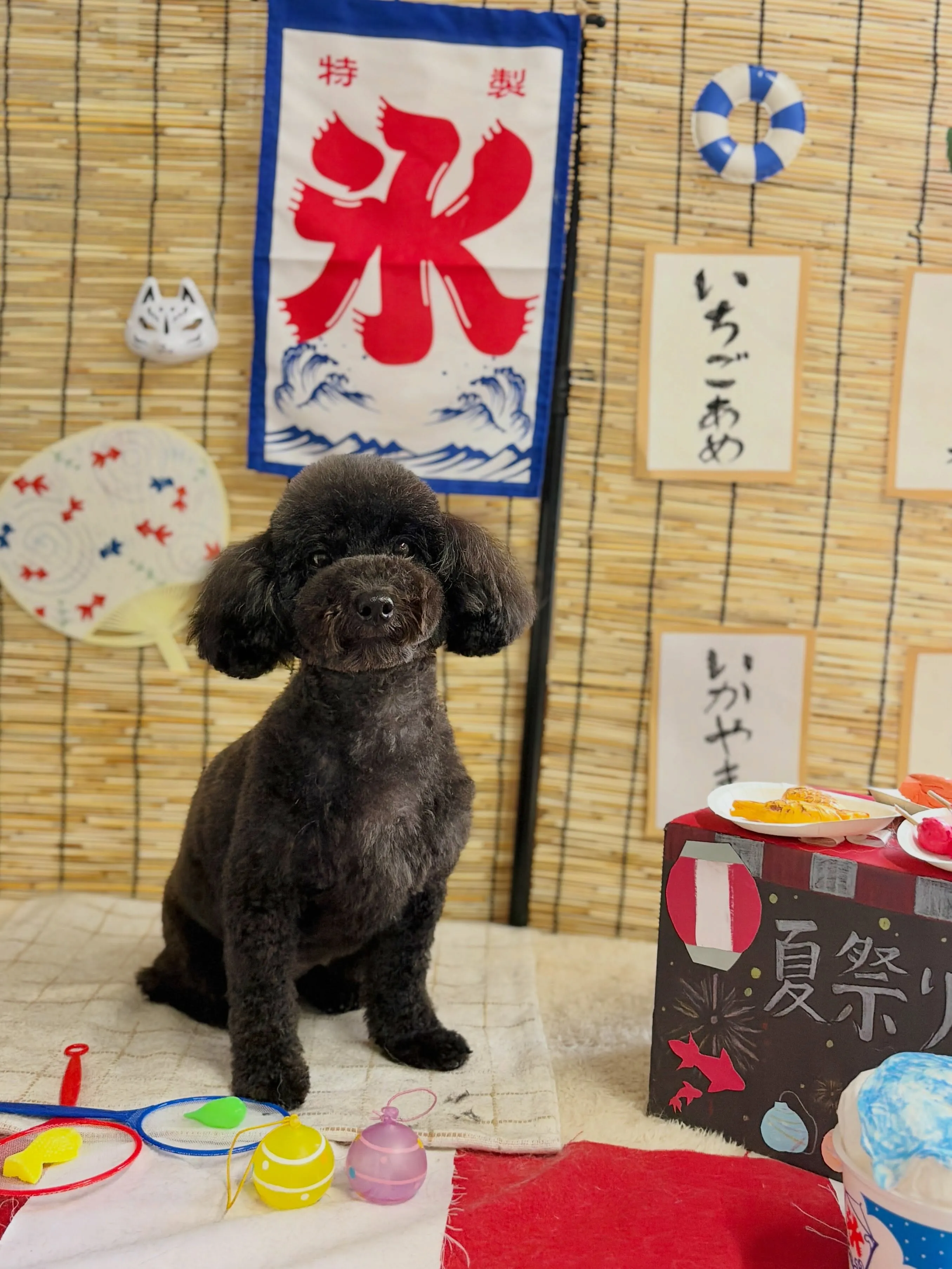 🍃8/8のトリミング🍃プードル🐶|名東区・千種区・守山区の動...