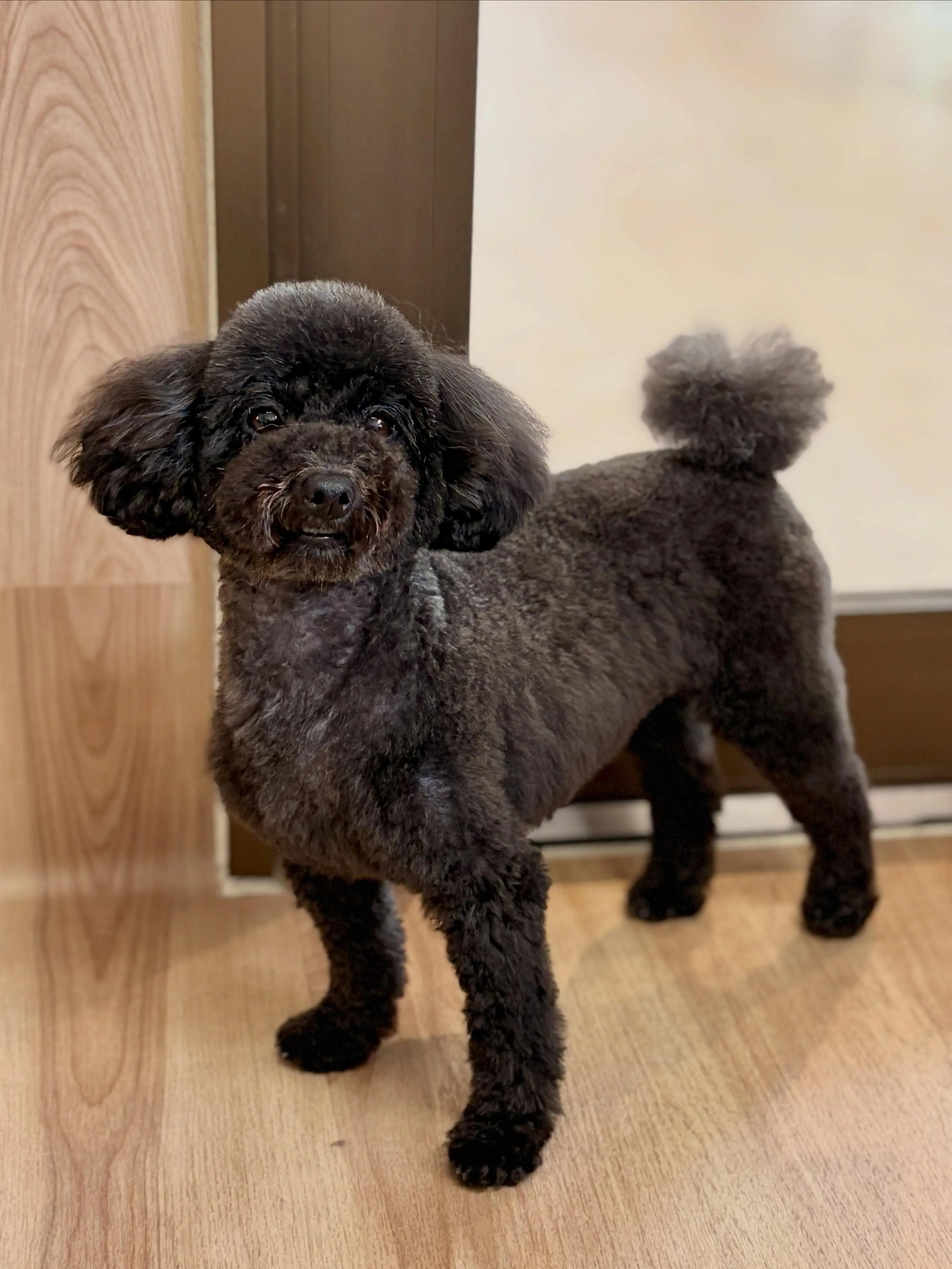 🍃8/8のトリミング🍃プードル🐶｜名東区・千種区・守山区の動...