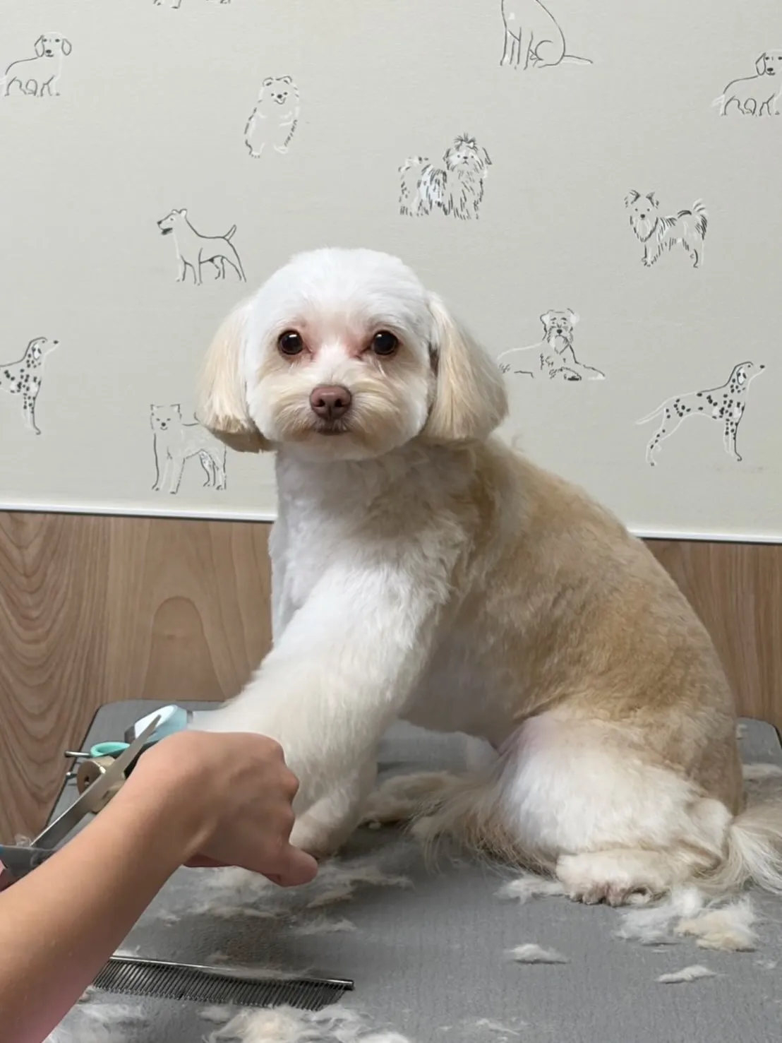 🍃8/8のトリミング🍃ミックス犬🐶｜名東区・千種区・守山区の...
