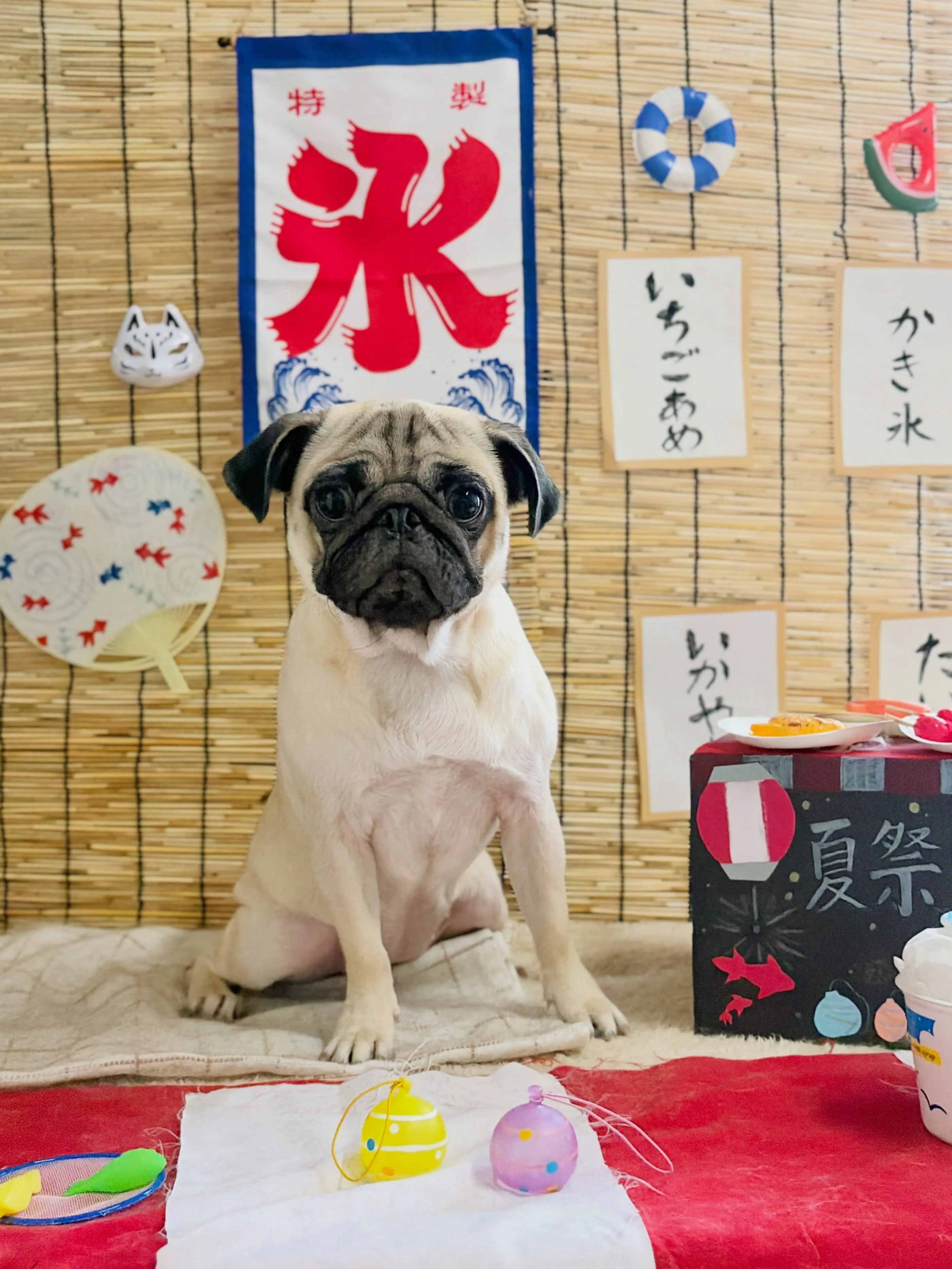 🍃8/9のトリミング🍃パグ🐶｜名東区・千種区・守山区の動物病...