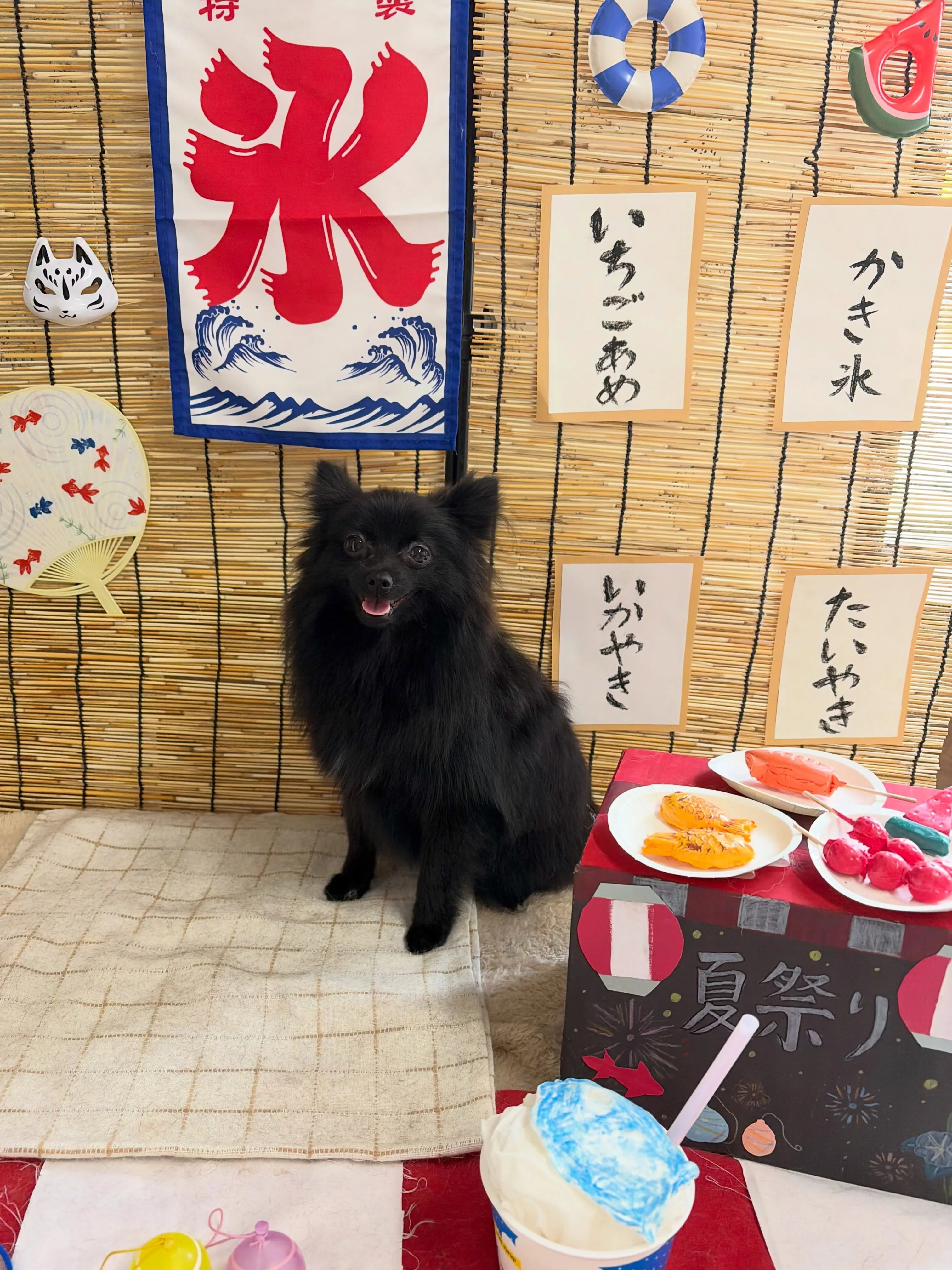 🍃8/9のトリミング🍃ポメラニアン🐶|名東区・千種区・守山区...