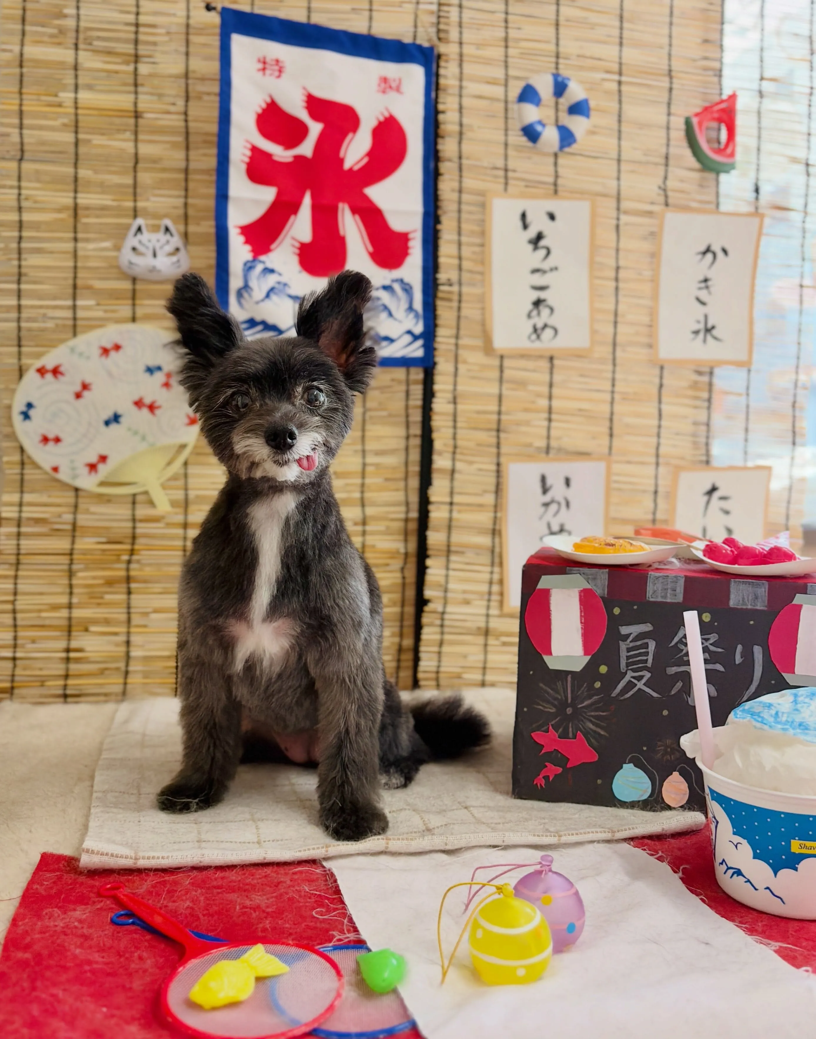 🍃8/9のトリミング🍃ミックス犬🐶|名東区・千種区・守山区の...