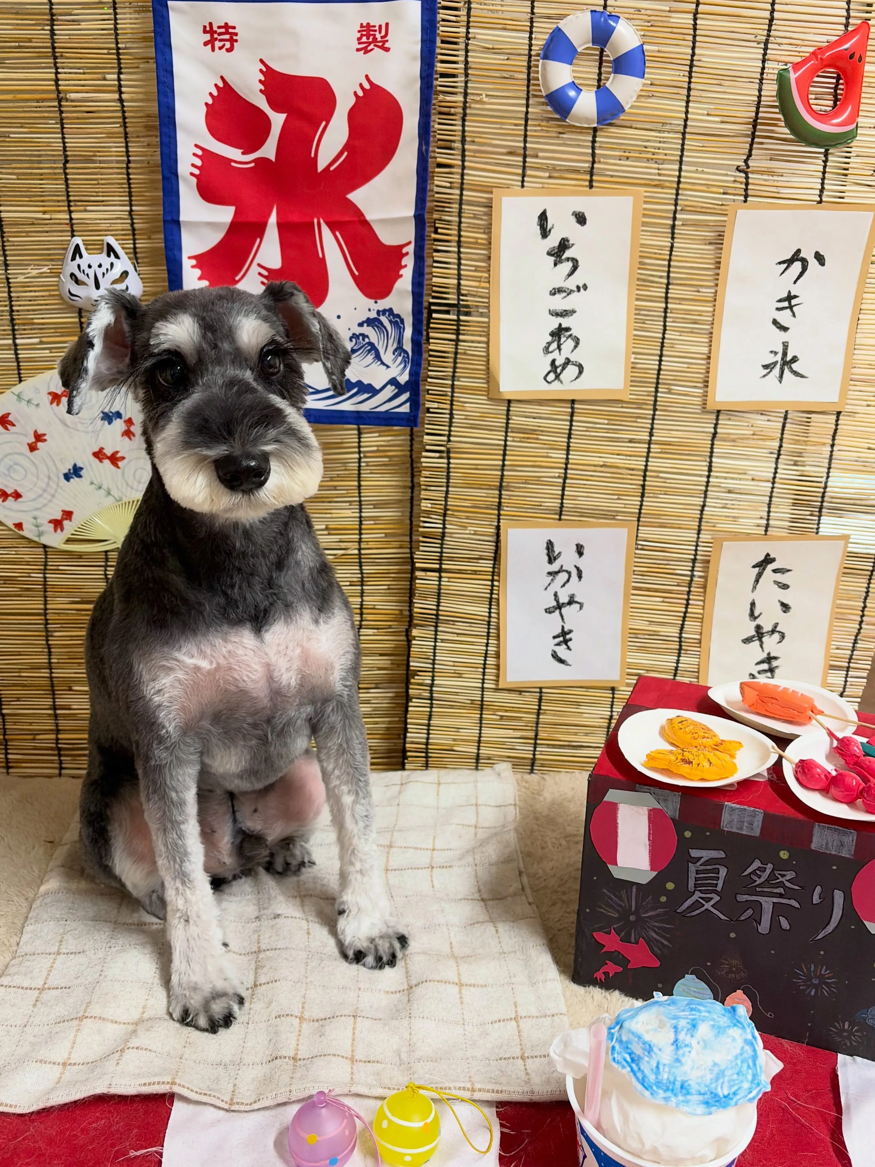 🍃8/9のトリミング🍃シュナウザー🐶|名東区・千種区・守山区...