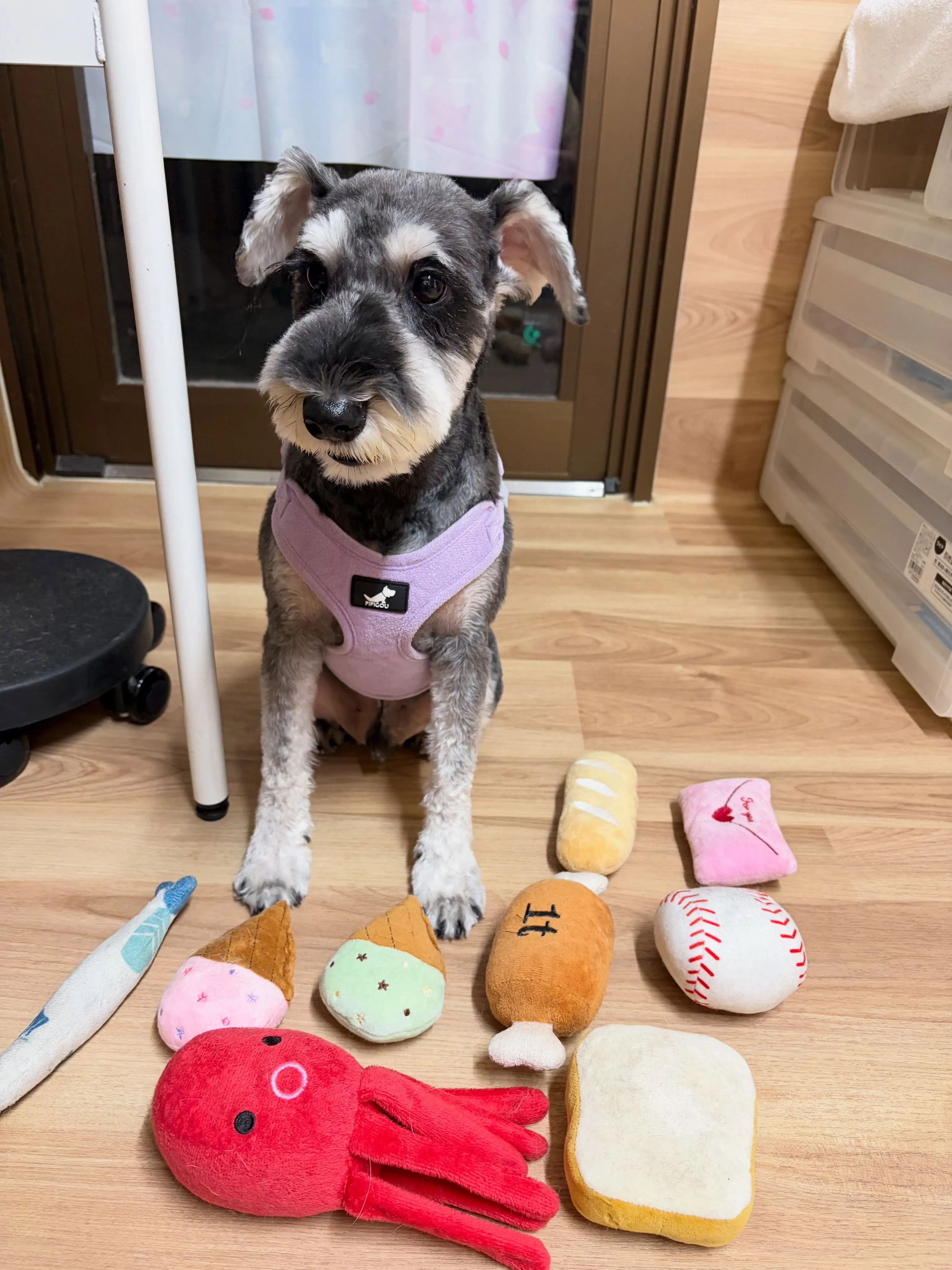 🍃8/9のトリミング🍃シュナウザー🐶｜名東区・千種区・守山区...