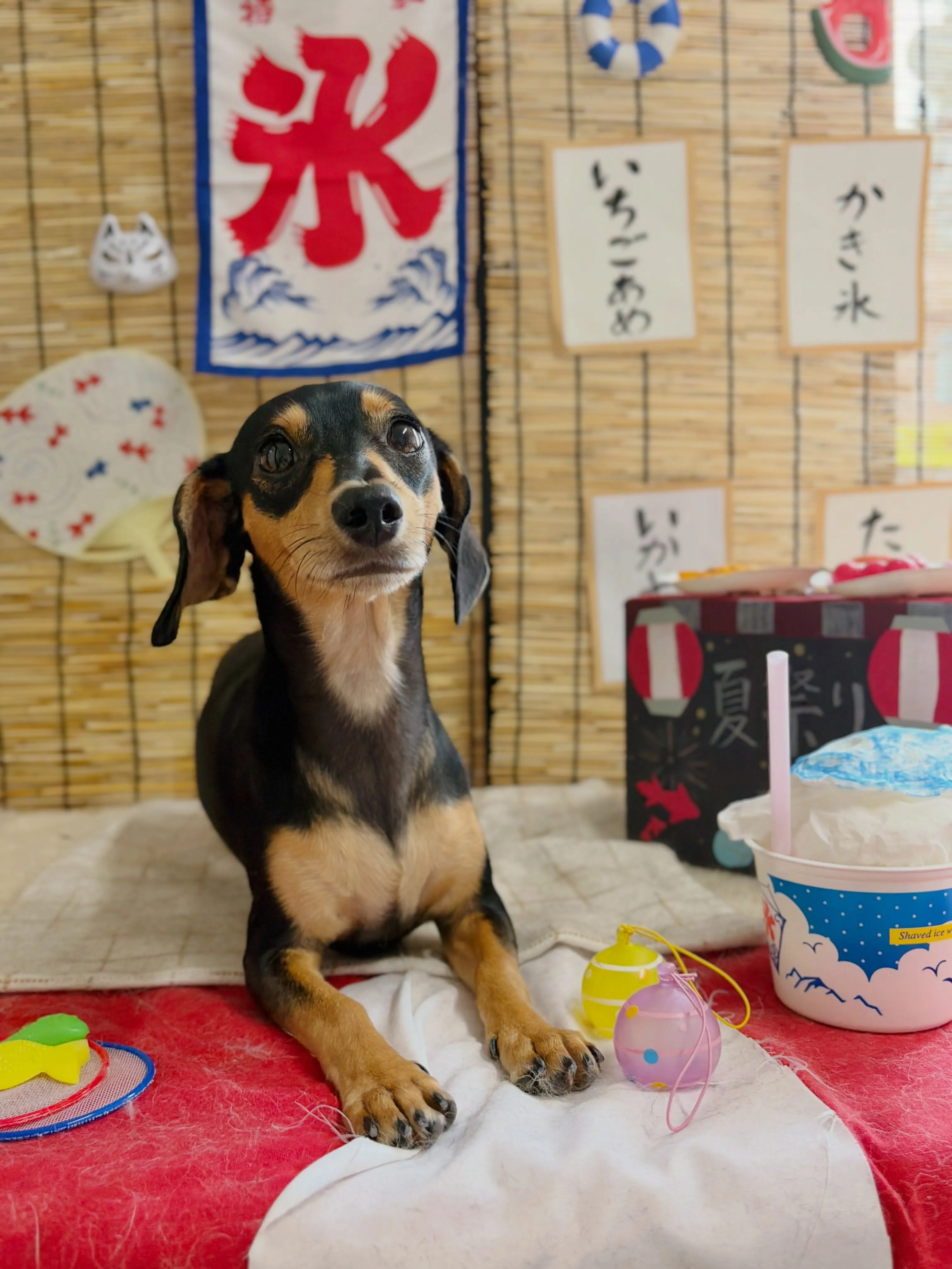 🍃8/9のトリミング🍃ミックス犬🐶|名東区・千種区・守山区の...