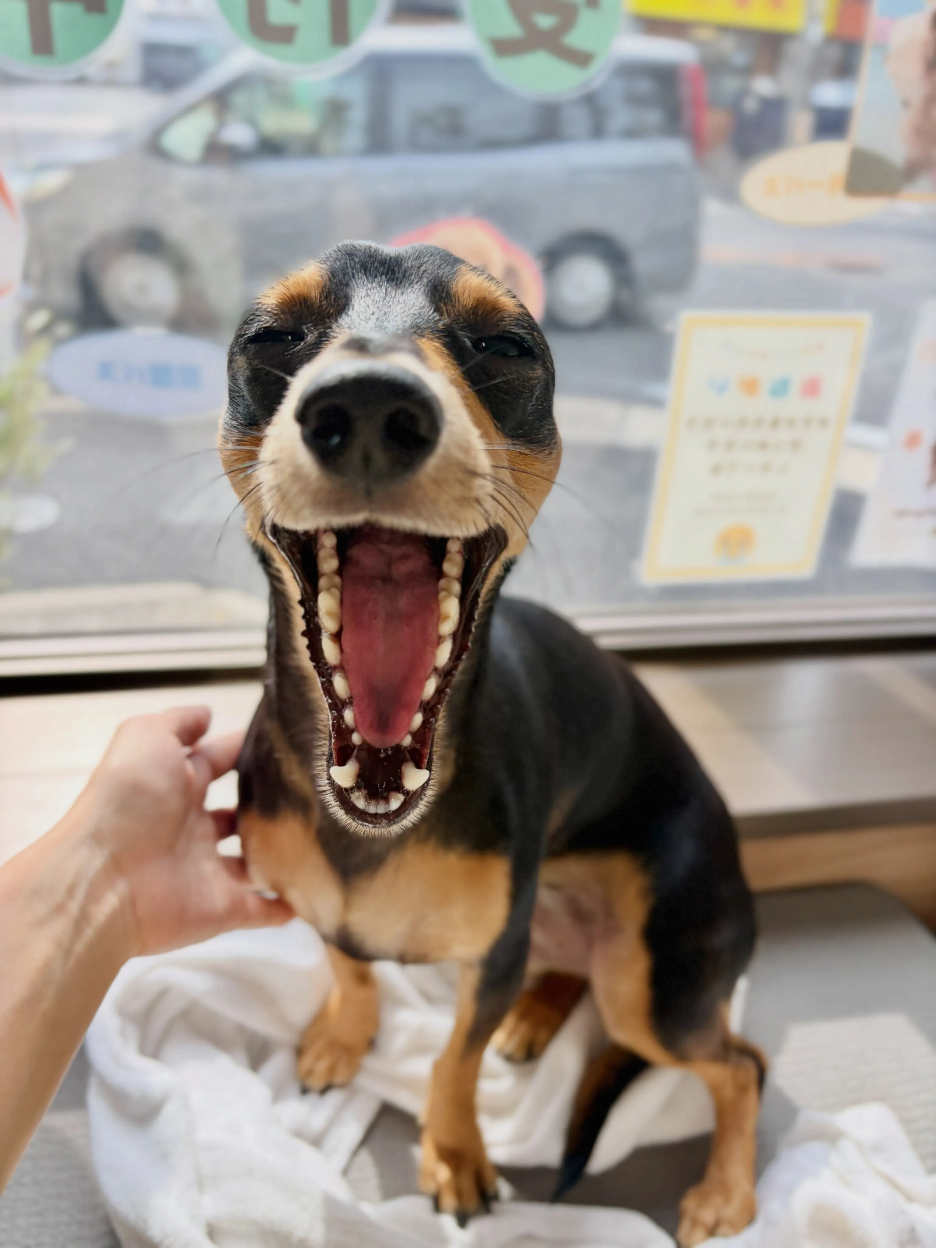 🍃8/9のトリミング🍃ミックス犬🐶｜名東区・千種区・守山区の...
