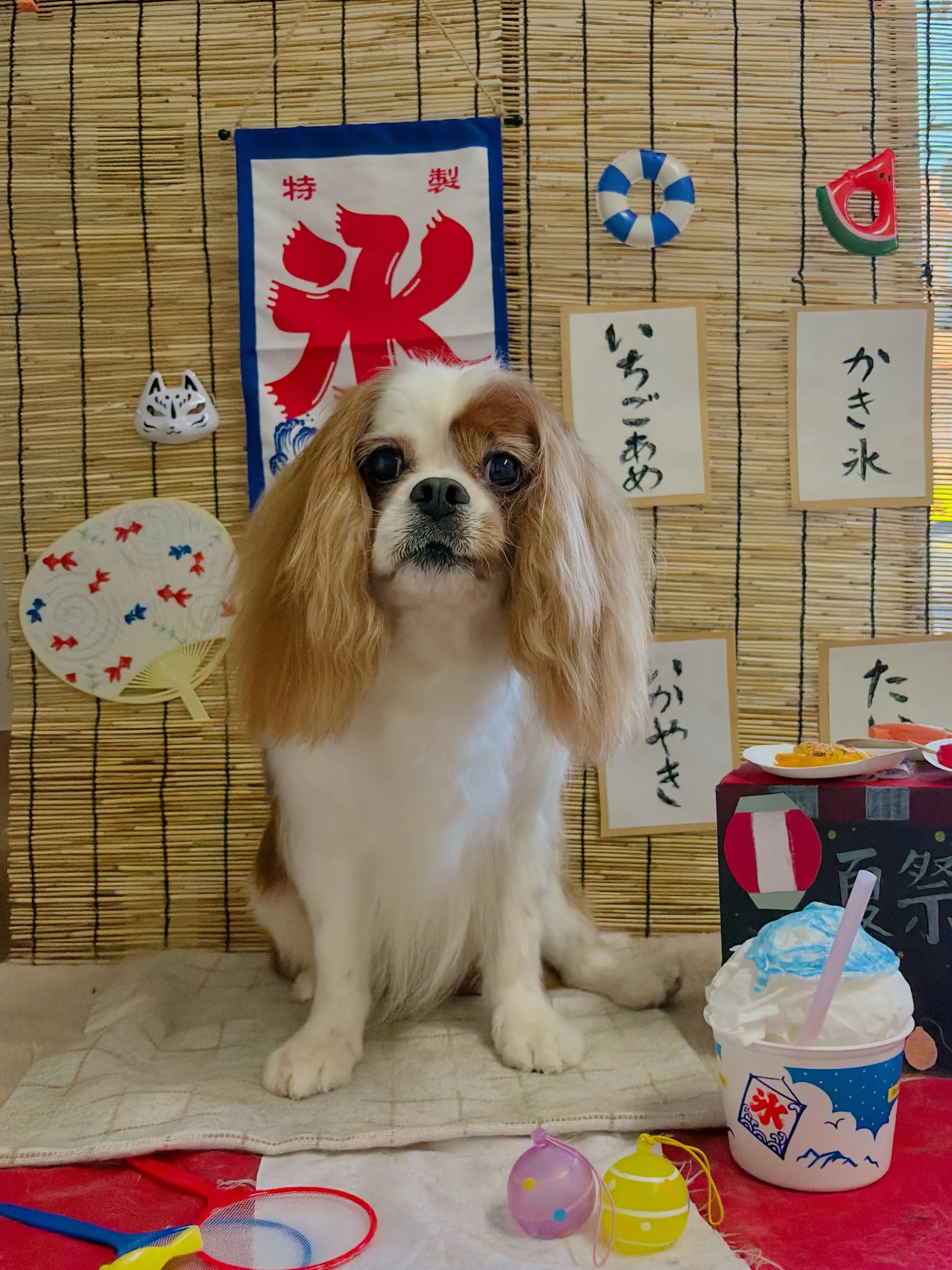 🍃8/10のトリミング🍃キャバリア🐶|名東区・千種区・守山区...