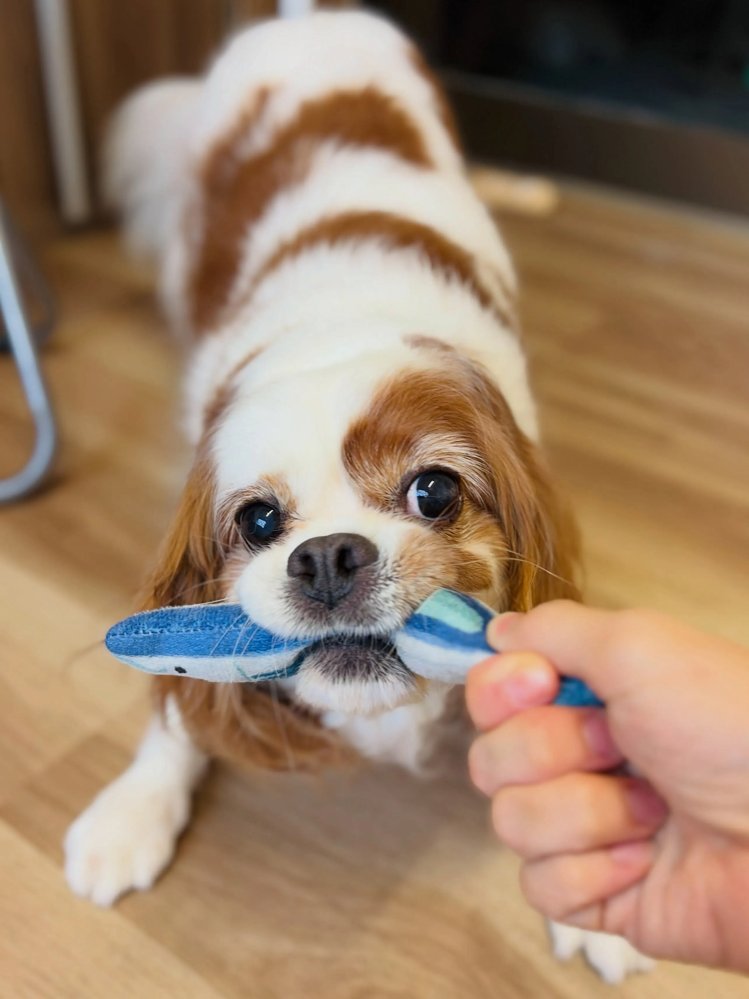 🍃8/10のトリミング🍃キャバリア🐶｜名東区・千種区・守山区...