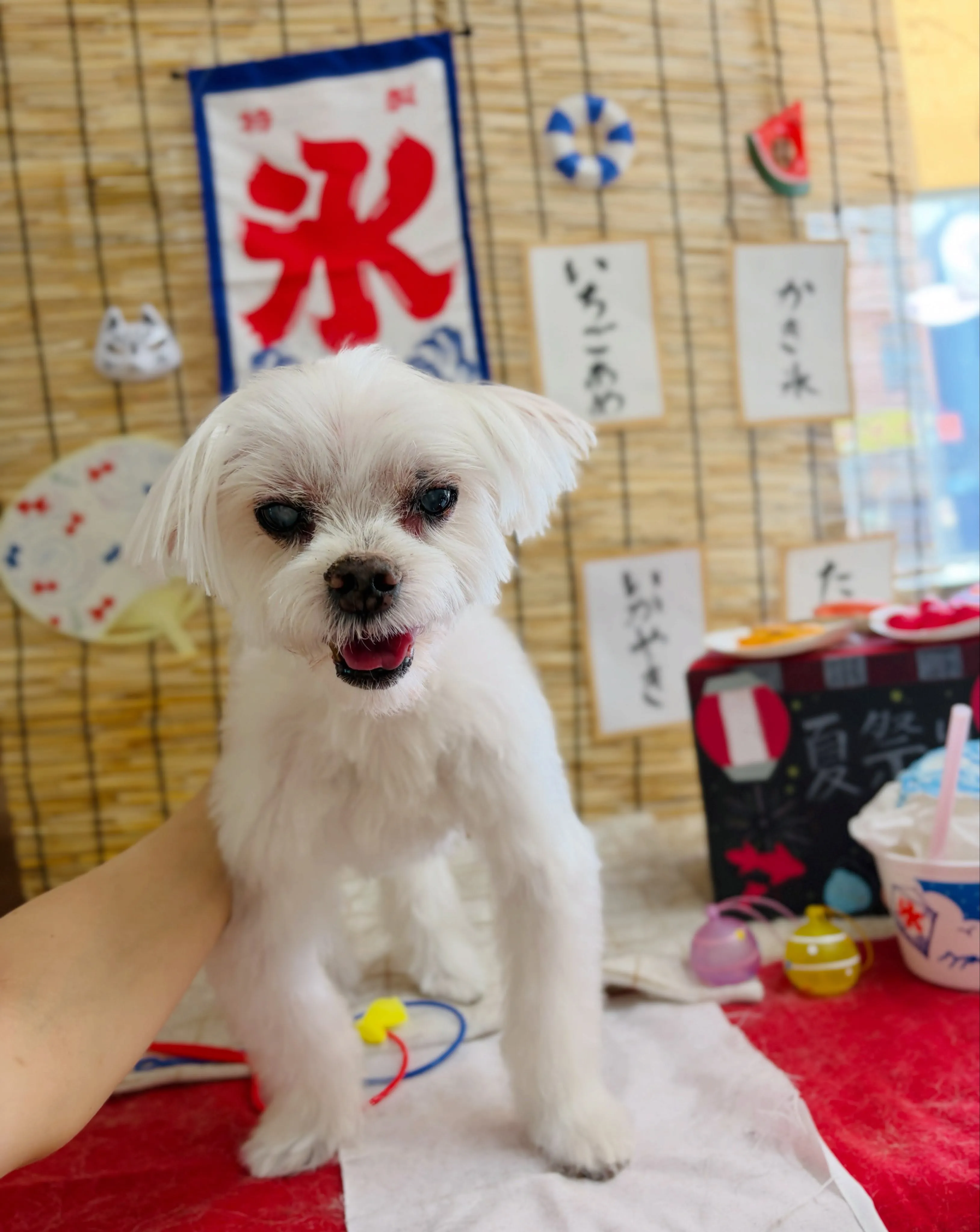 🍃8/10のトリミング🍃マルチーズ🐶チワワ🐶｜名東区・千種区...