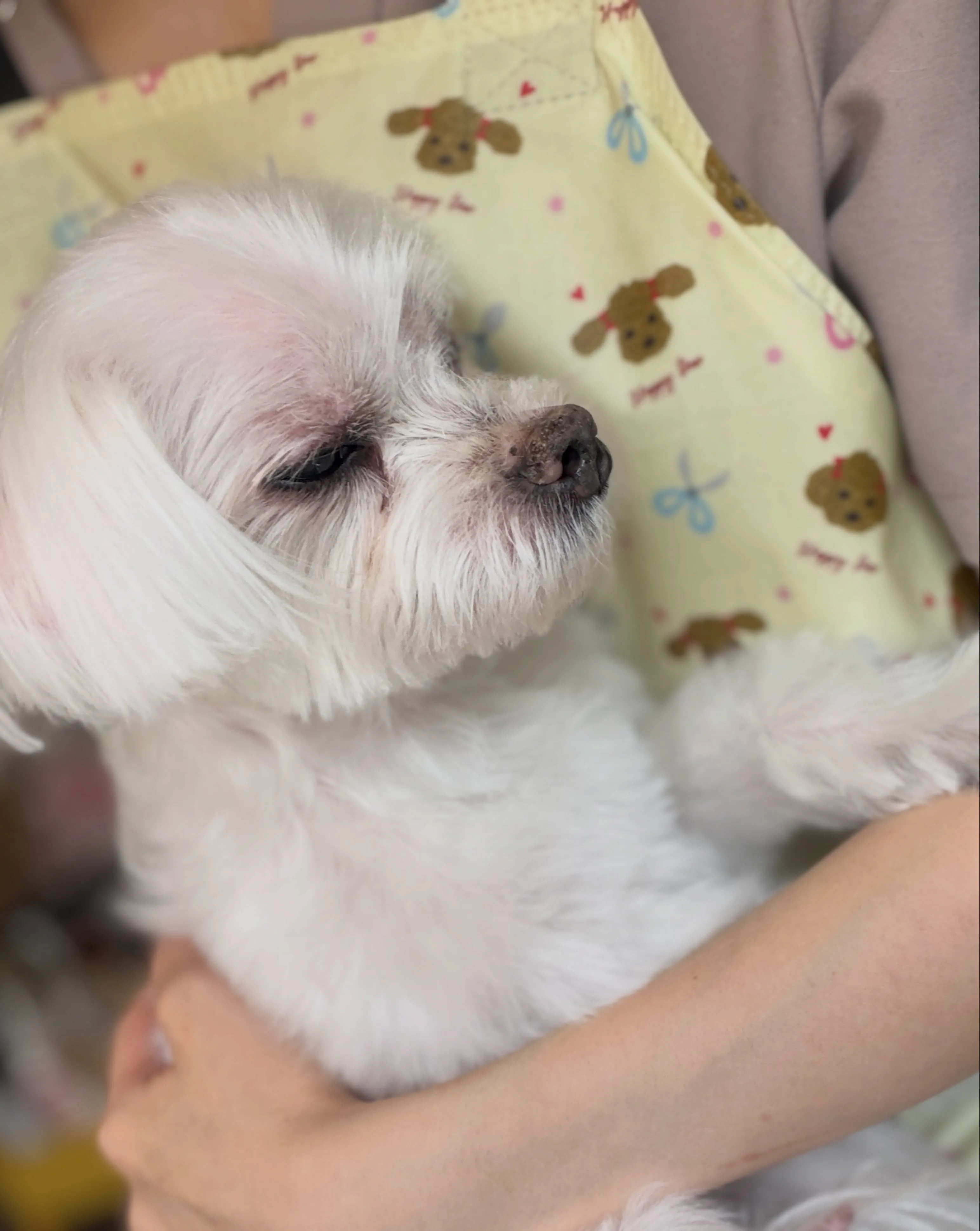 🍃8/10のトリミング🍃マルチーズ🐶チワワ🐶|名東区・千種区...