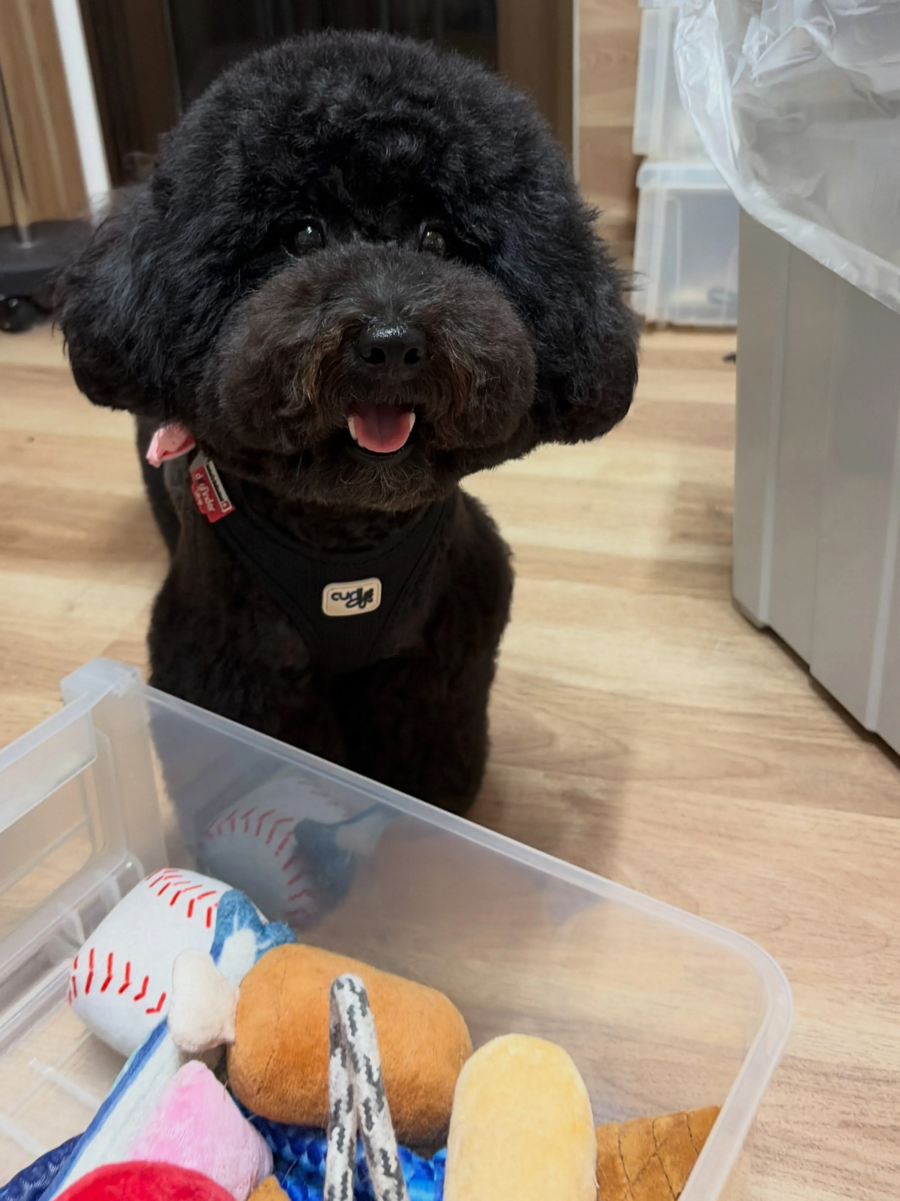 🍃8/10のトリミング🍃ミックス犬🐶｜名東区・千種区・守山区...