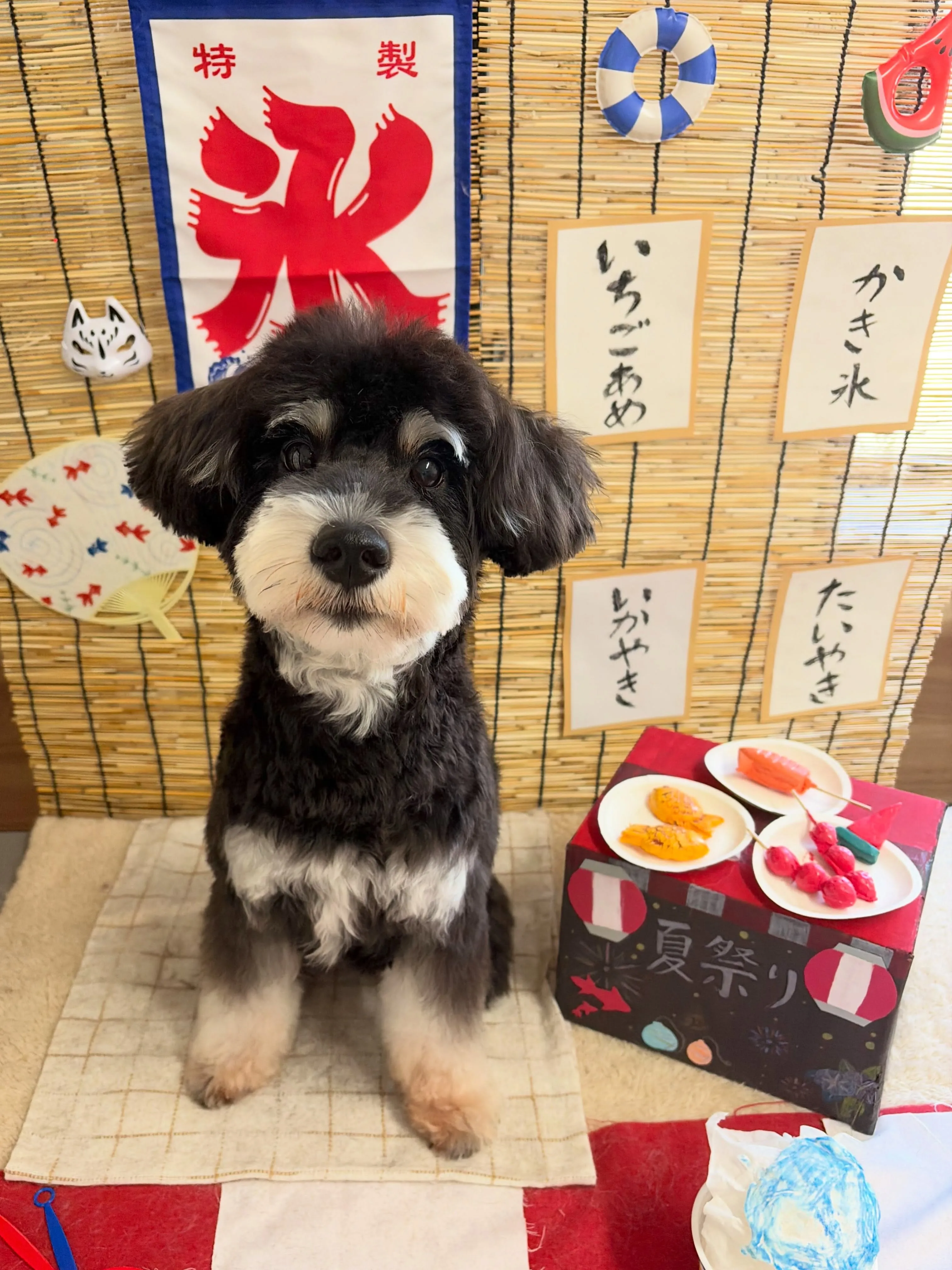 🍃8/11のトリミング🍃シュナウザー🐶|名東区・千種区・守山...