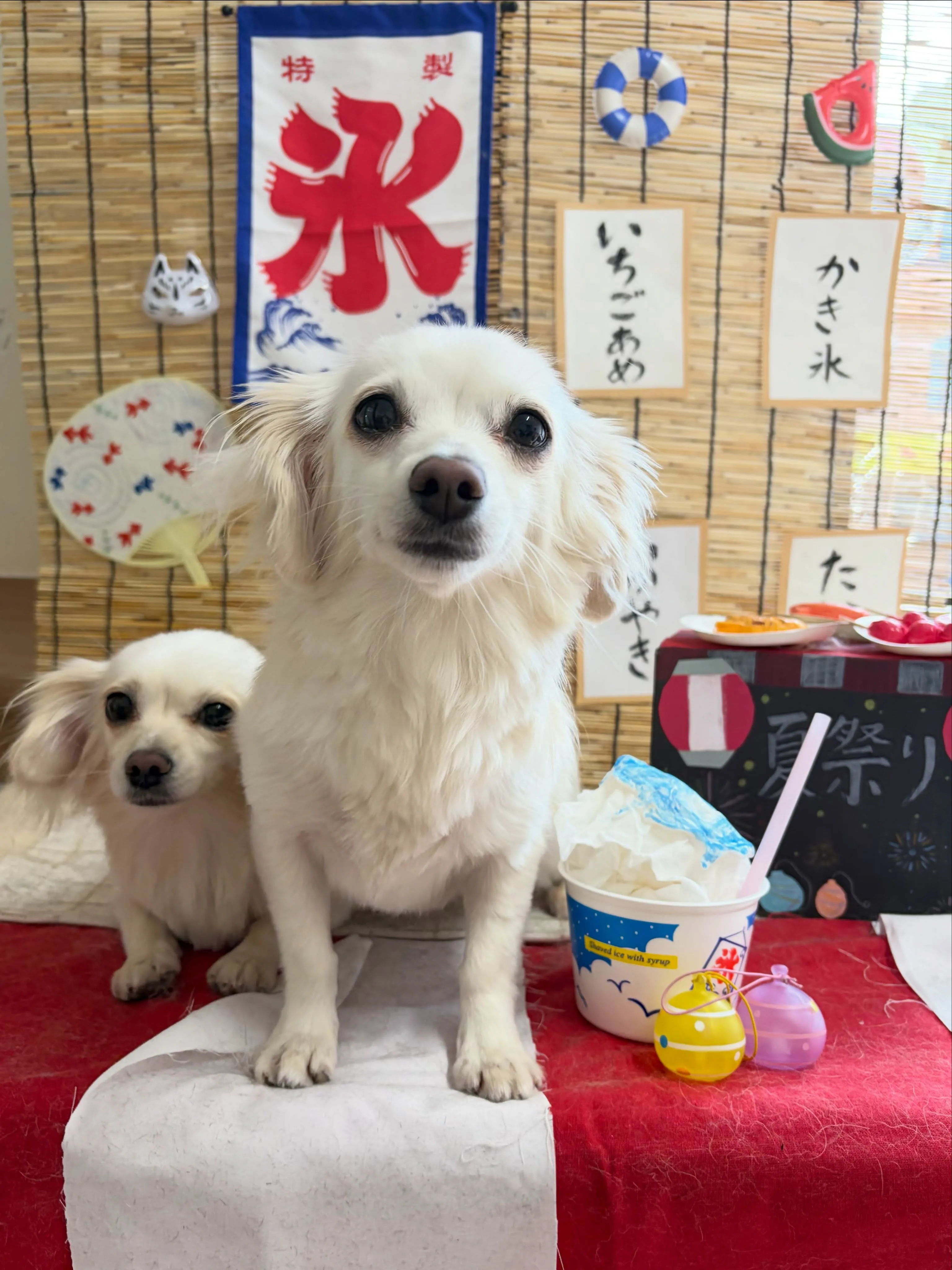 🍃8/11のトリミング🍃ミックス犬🐶|名東区・千種区・守山区...